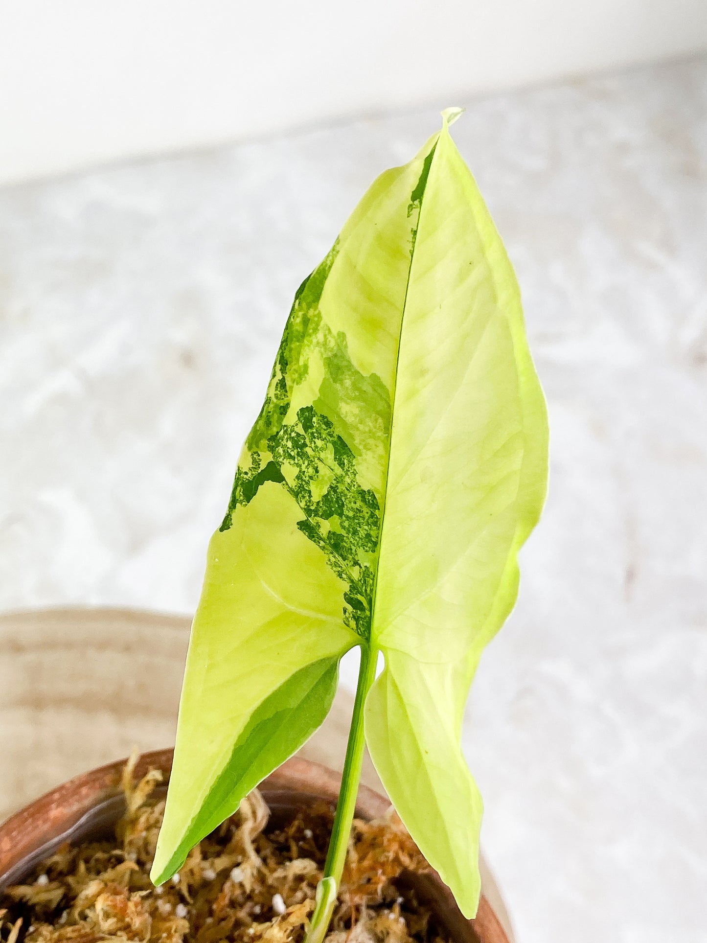 Syngonium Aurea 2 leaves Slightly Rooted Highly Variegated