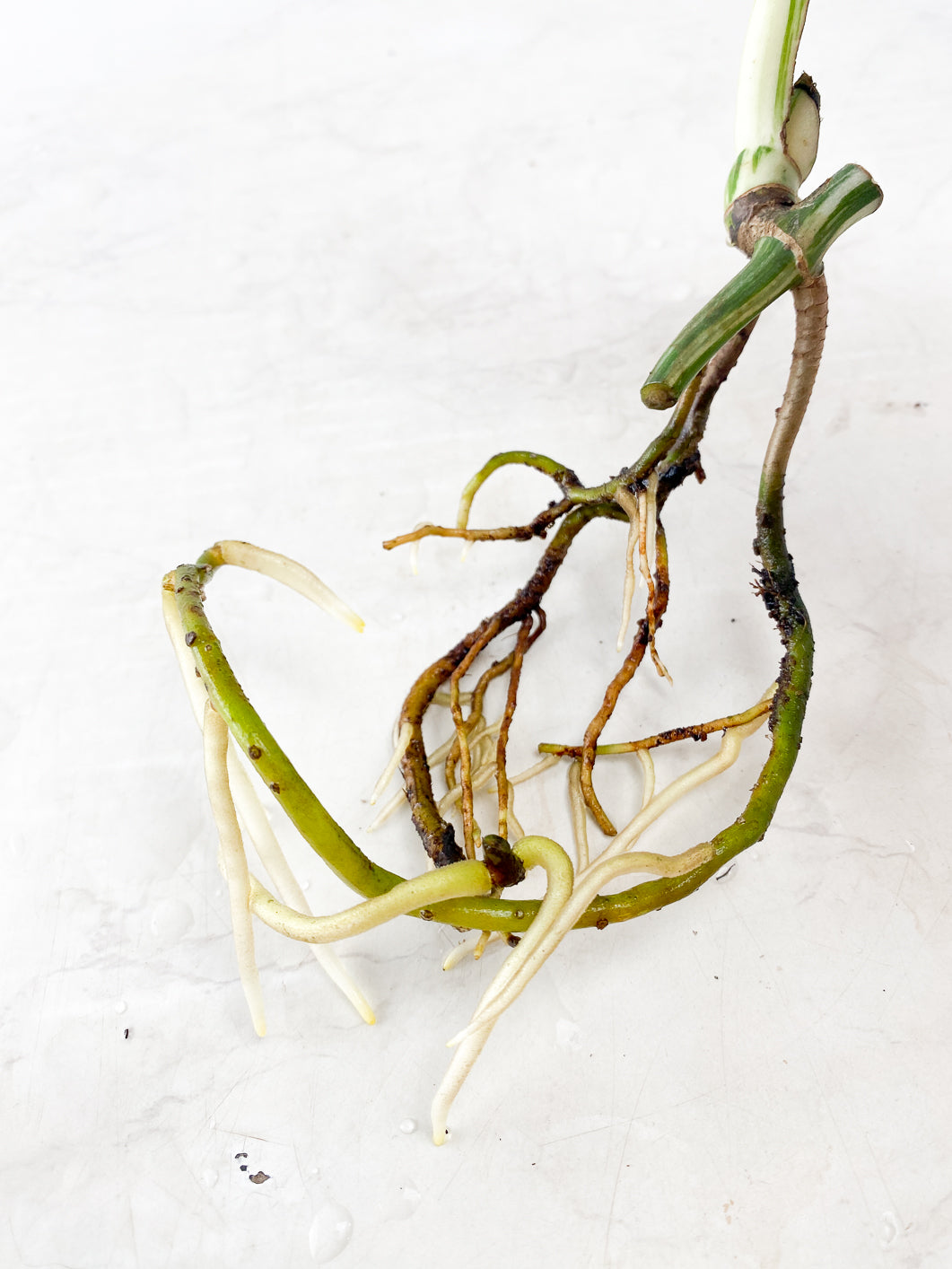 Monstera albo white tiger 1 leaf