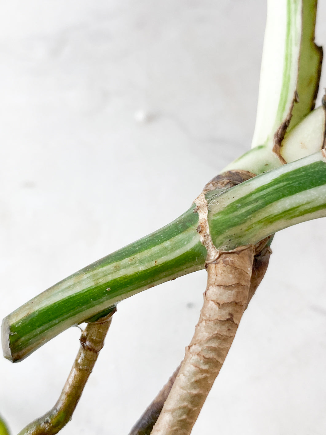 Monstera albo white tiger 1 leaf
