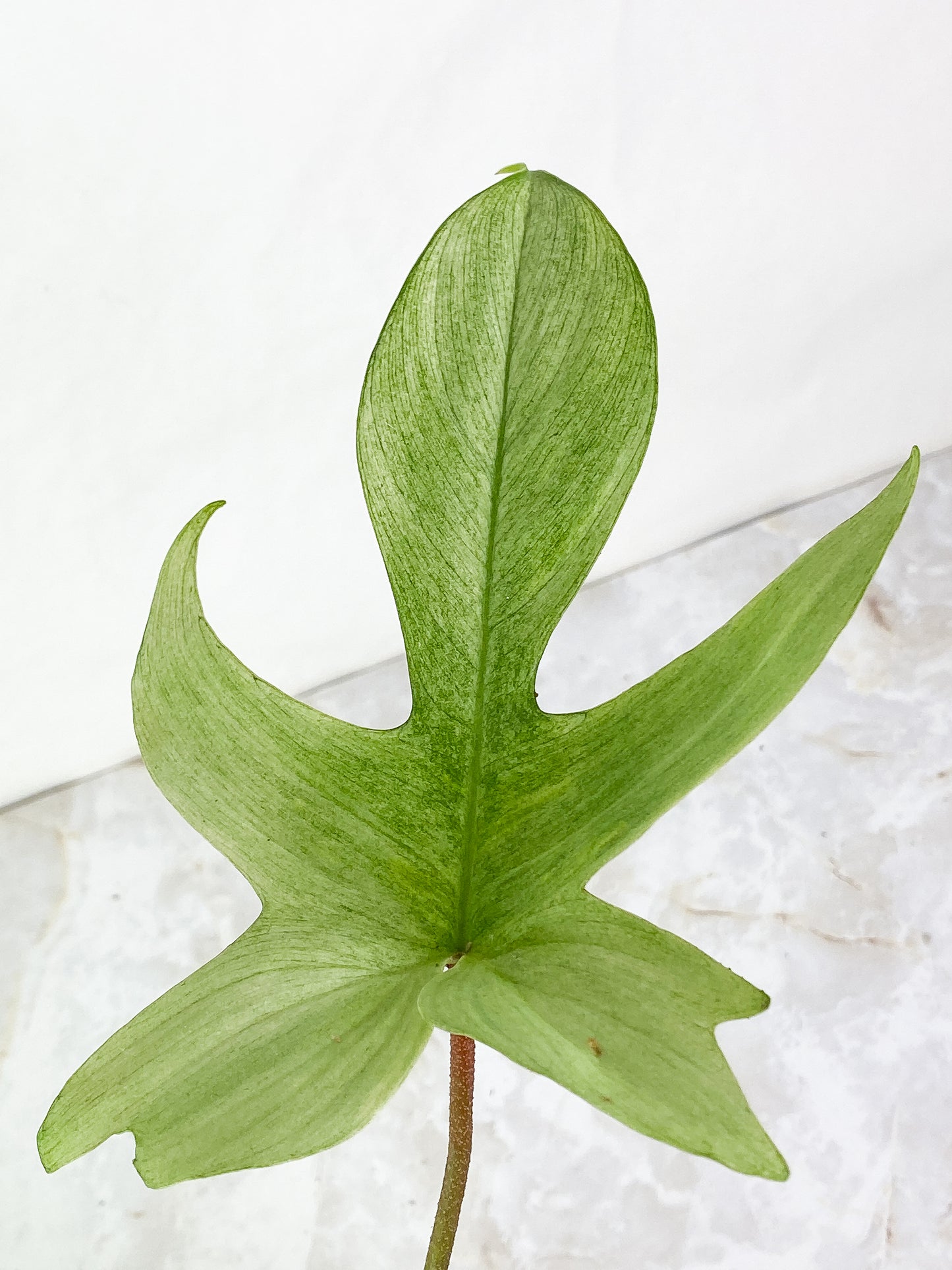 Philodendron florida ghost mint 1 leaf Rooted
