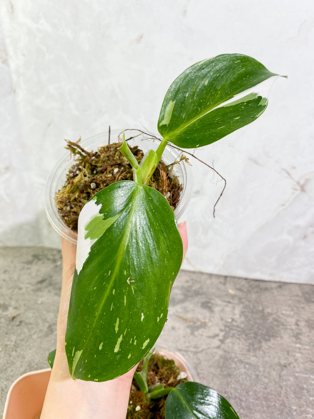 Growers Choice Philodendron White Wizard 2-3 leaves slightly rooted in moss