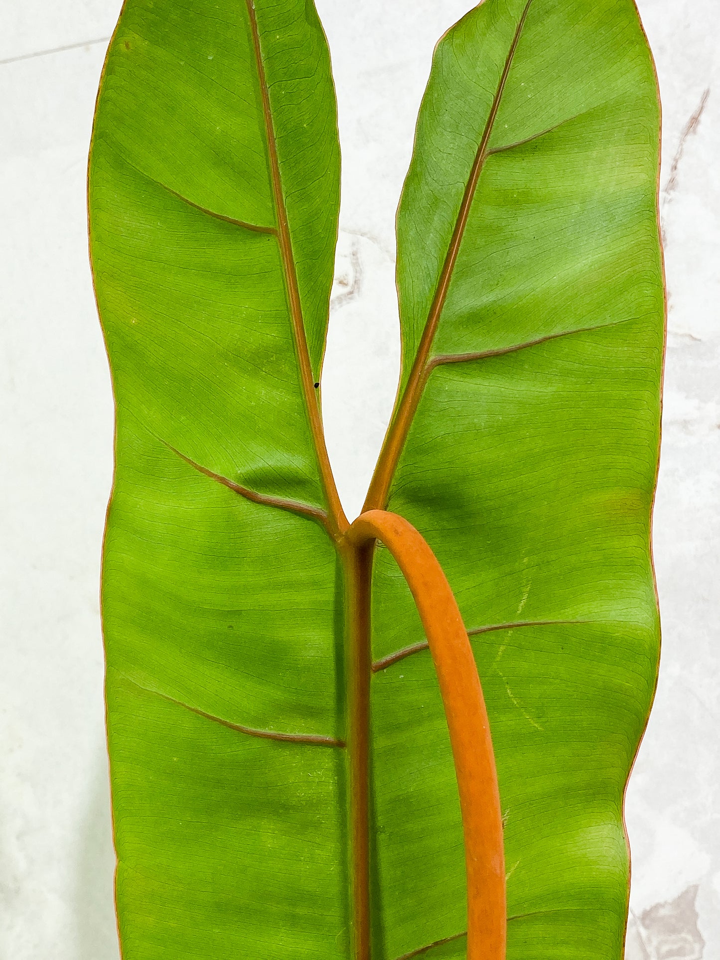 Philodendron Billitiae 1 huge leaf 1 sprout slightly rooted Top Cutting
