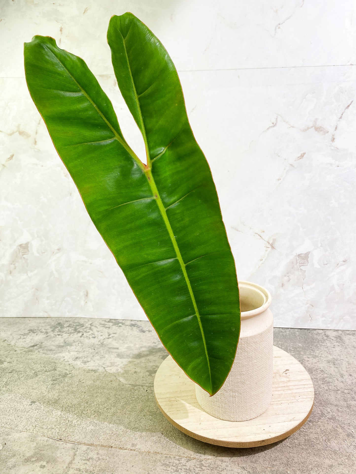 Philodendron Billitiae 1 huge leaf 1 sprout slightly rooted Top Cutting