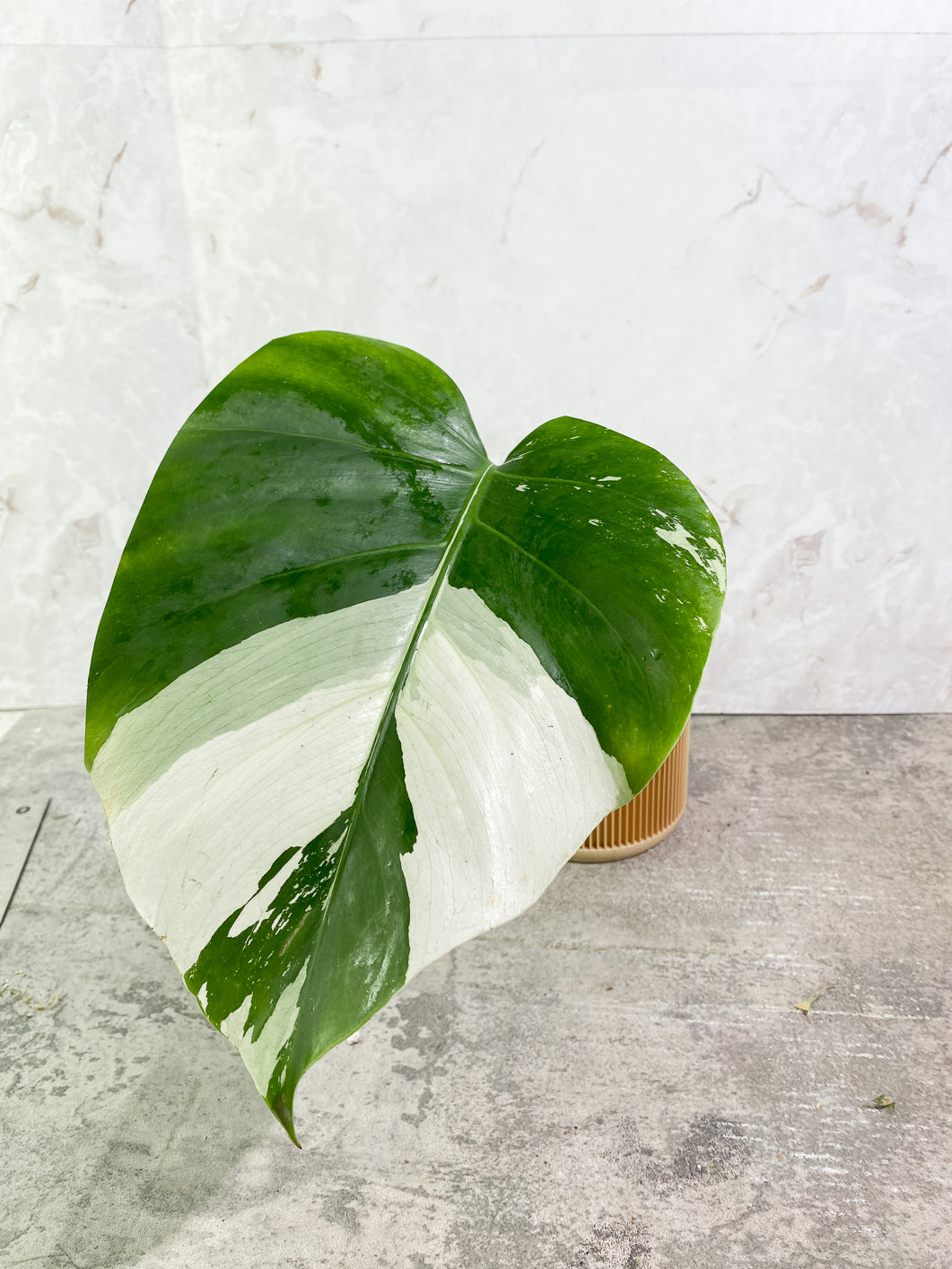 Monstera Mint 1 leaf 1 bud slightly rooted in moss