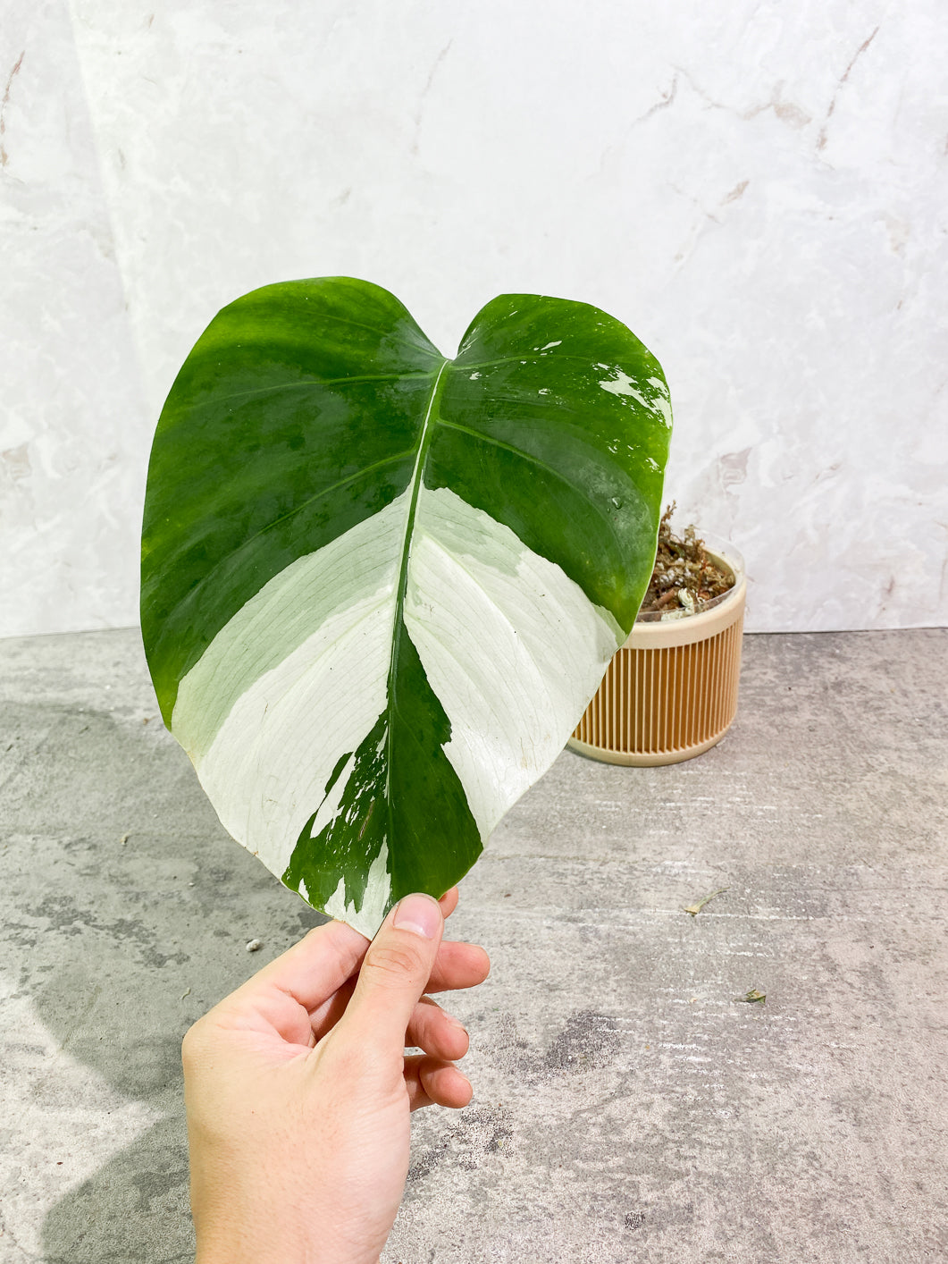 Monstera Mint 1 leaf 1 bud slightly rooted in moss