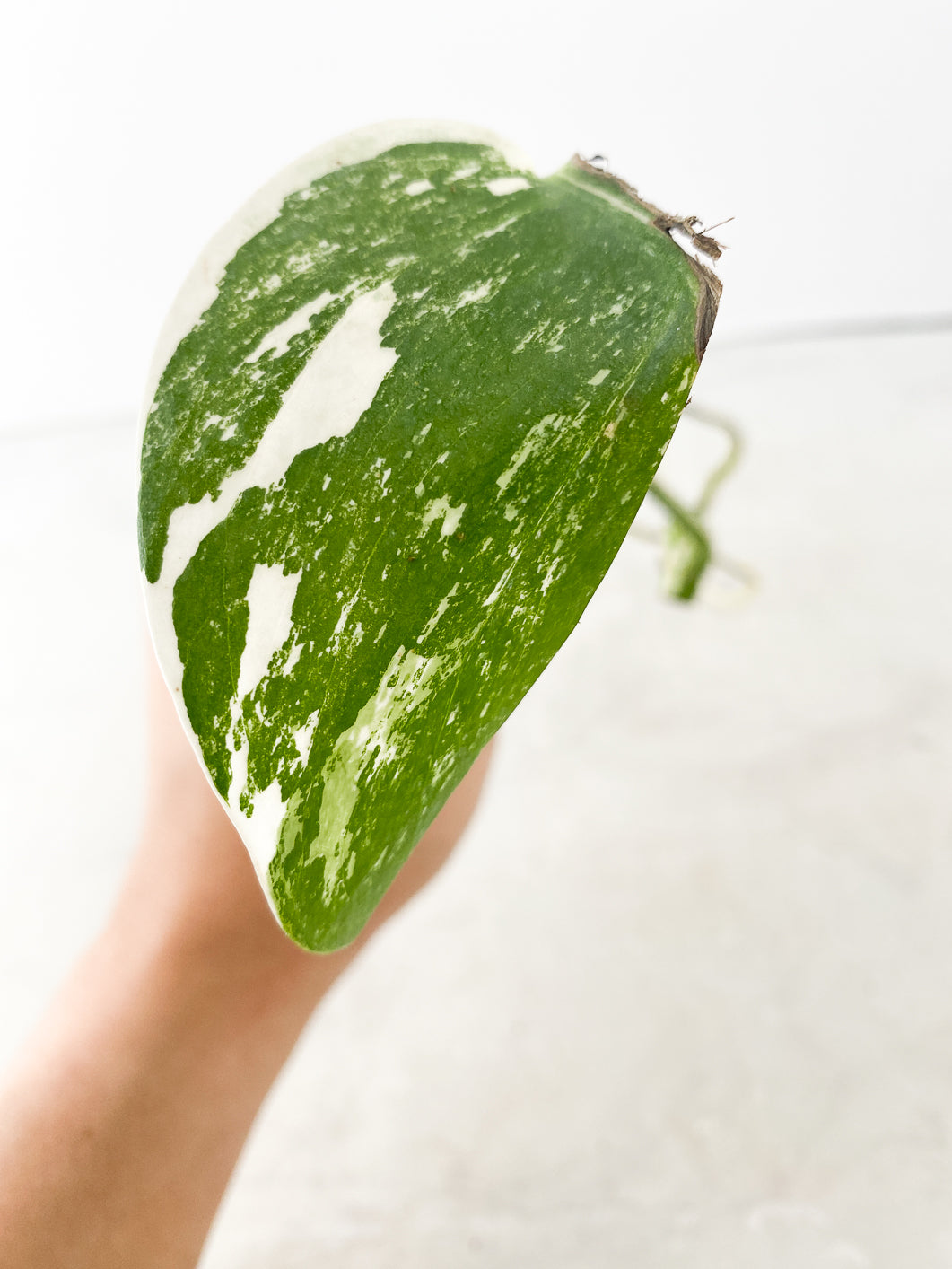 Monstera albo white tiger 1 leaf