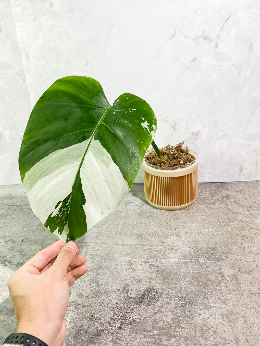 Monstera Mint 1 leaf 1 bud slightly rooted in moss