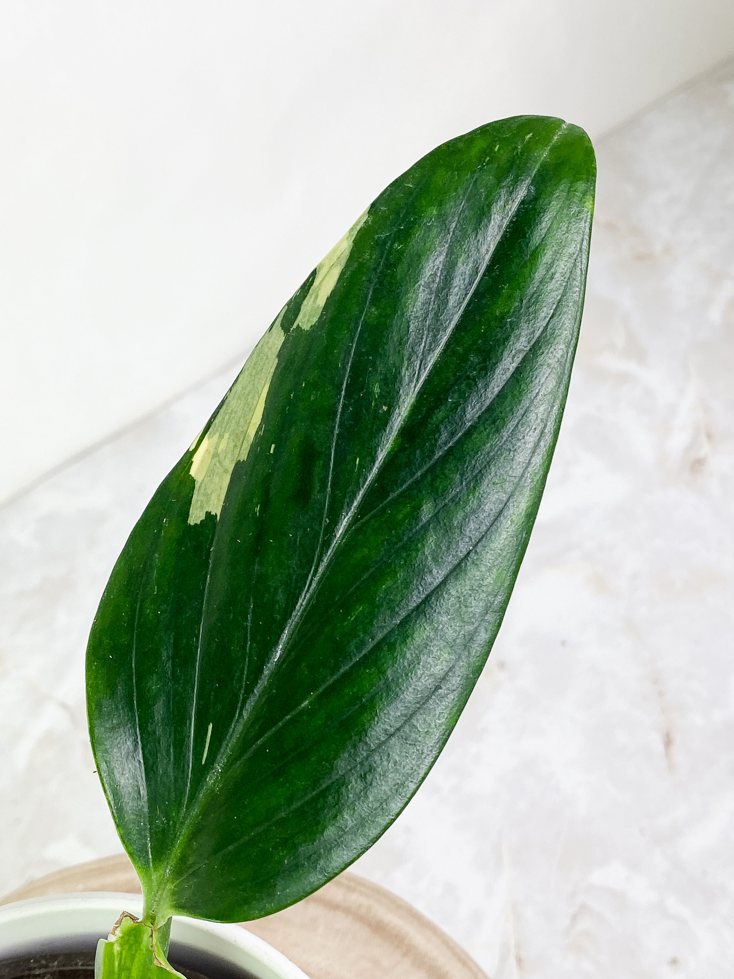 Monstera Standleyana Aurea 1 leaf & 1 sprout Slightly Rooted