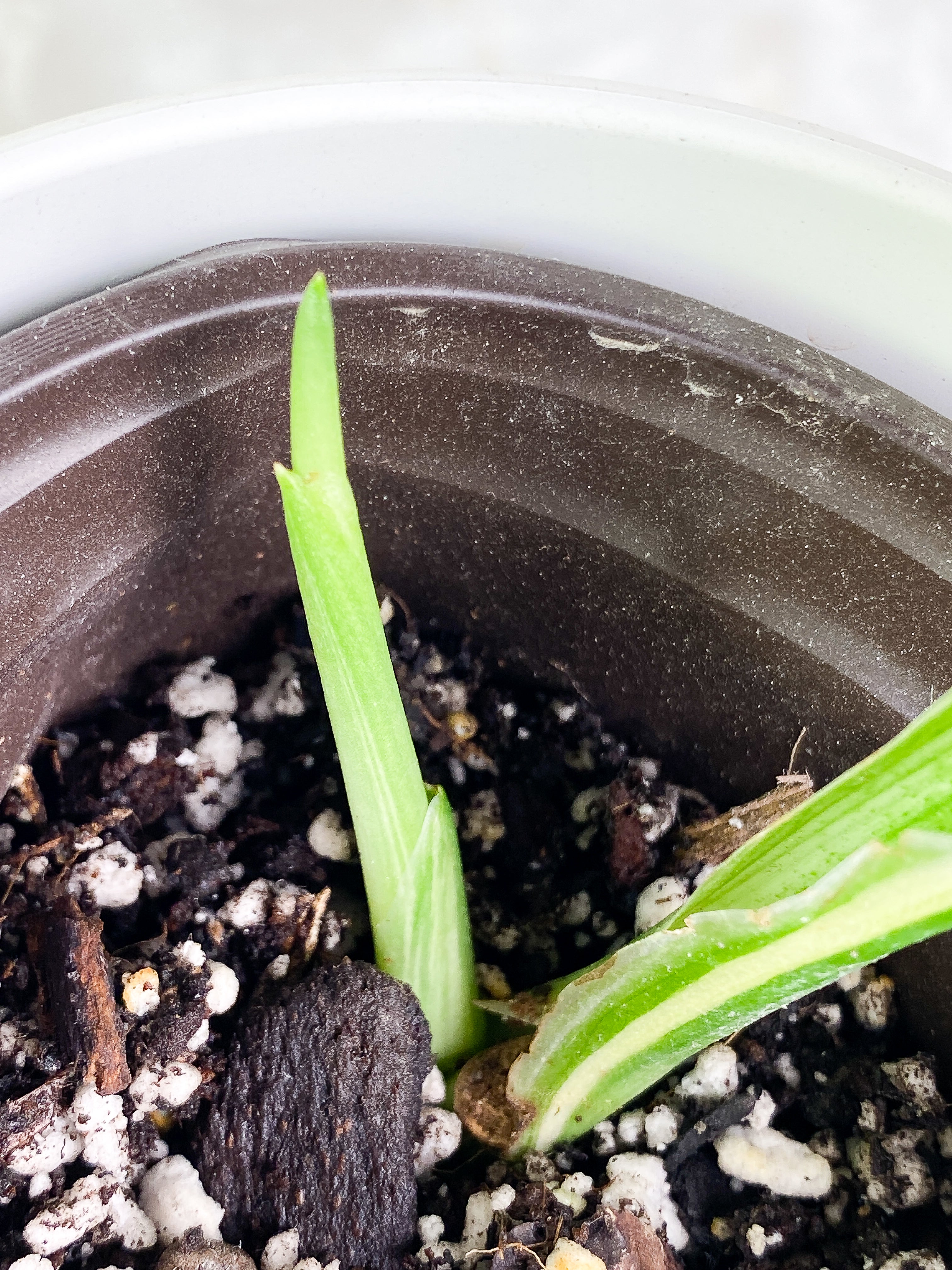 Monstera Standleyana Aurea 1 leaf & 1 sprout Slightly Rooted