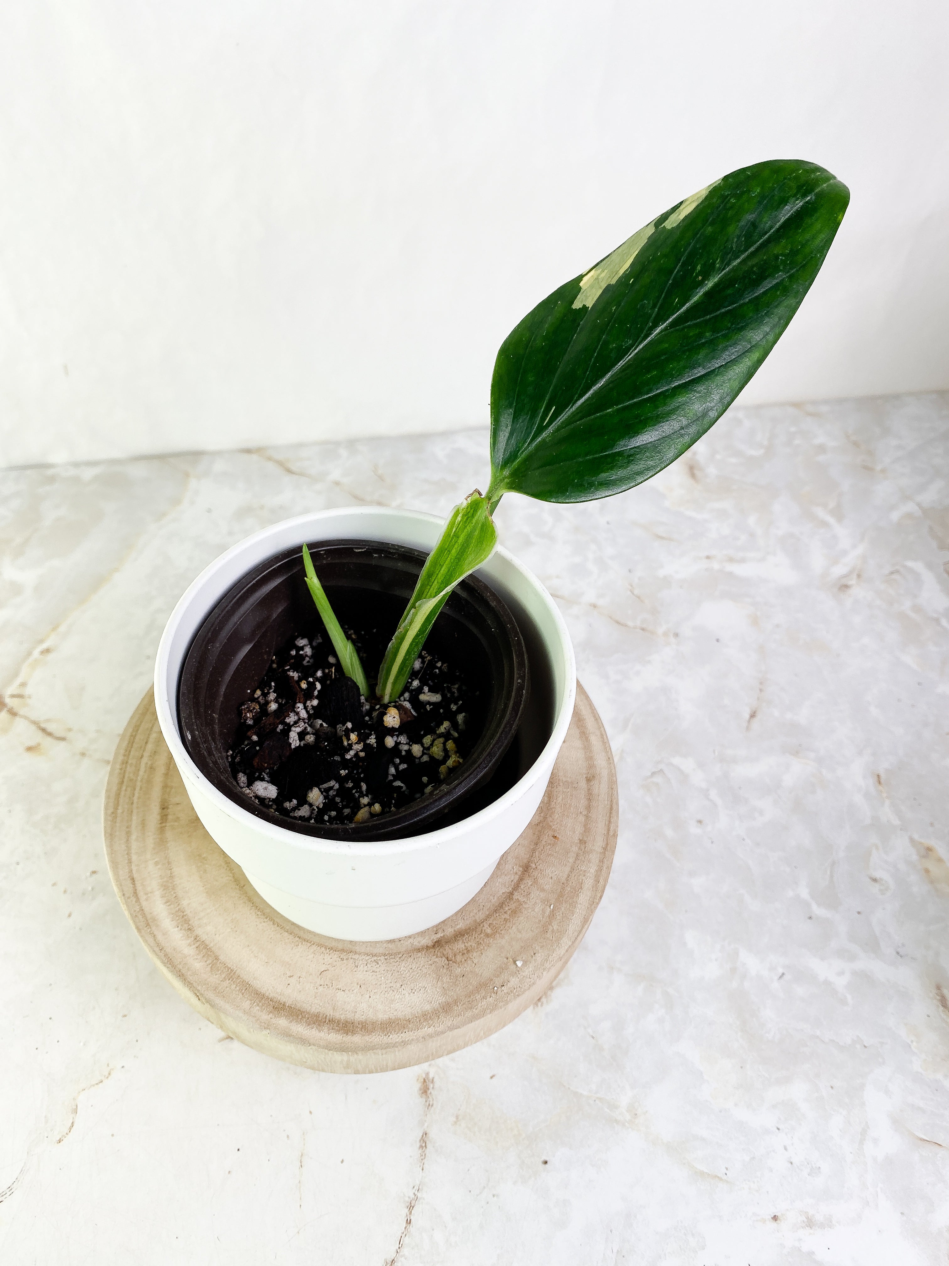 Monstera Standleyana Aurea 1 leaf & 1 sprout Slightly Rooted