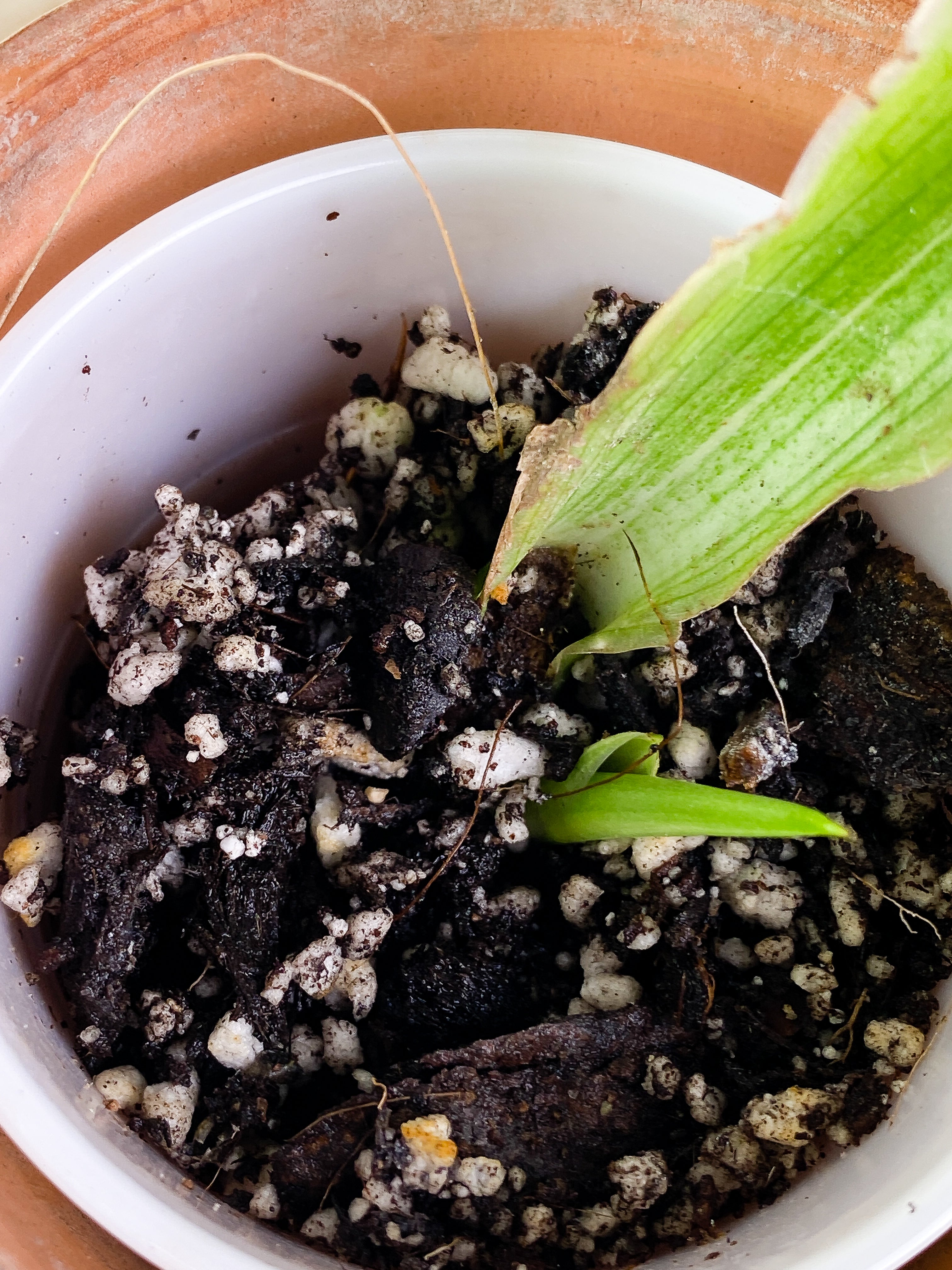 Monstera Standleyana Aurea 1 leaf & 1 sprout Slightly Rooted