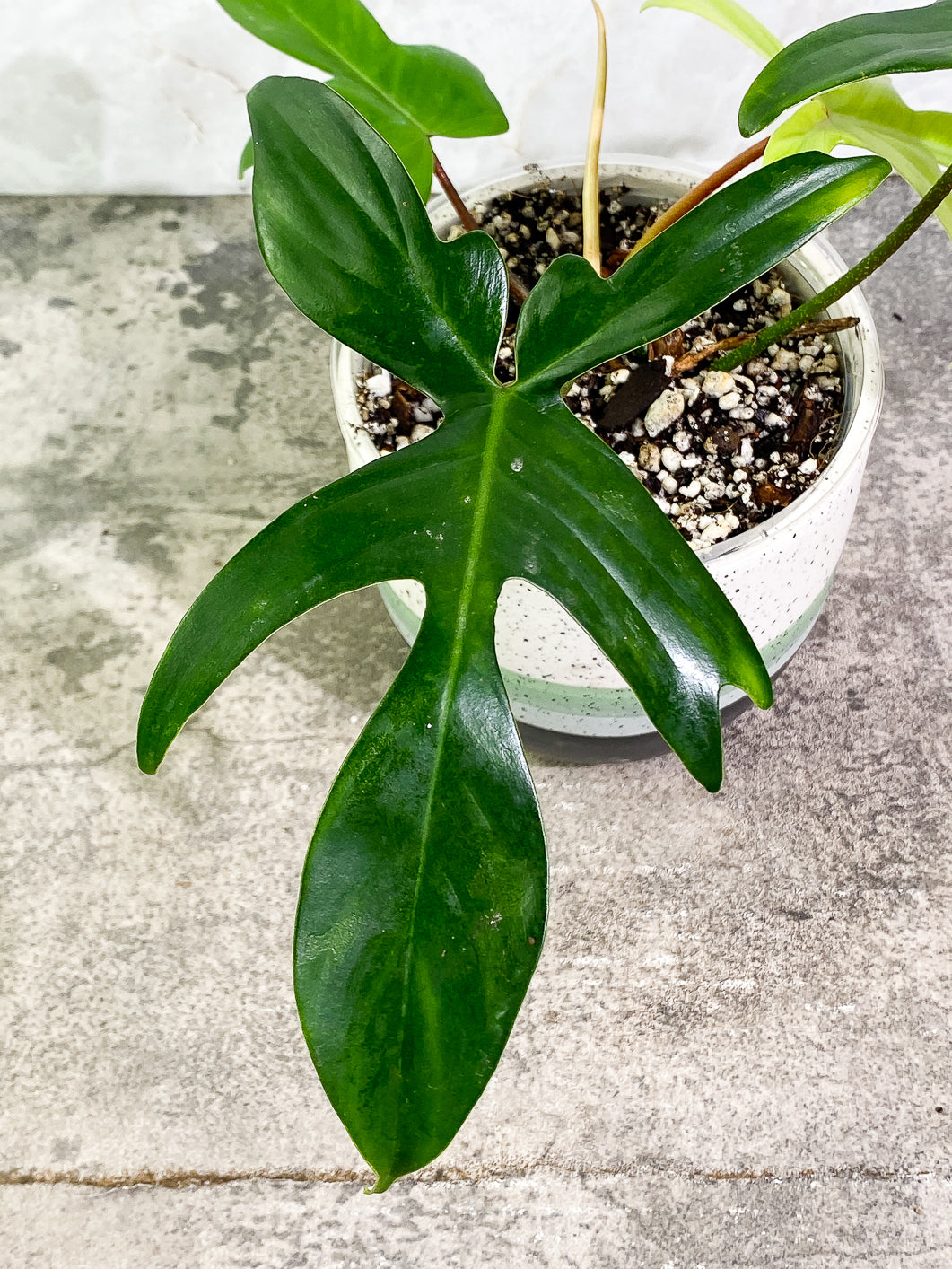 Philodendron Florida ghost mint 4 leaves 1 sprout 1 bud fully rooted