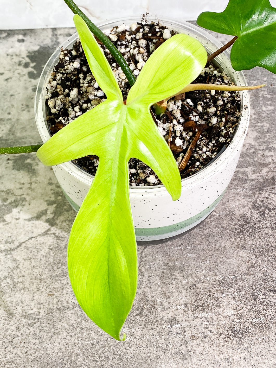 Philodendron Florida ghost mint 4 leaves 1 sprout 1 bud fully rooted