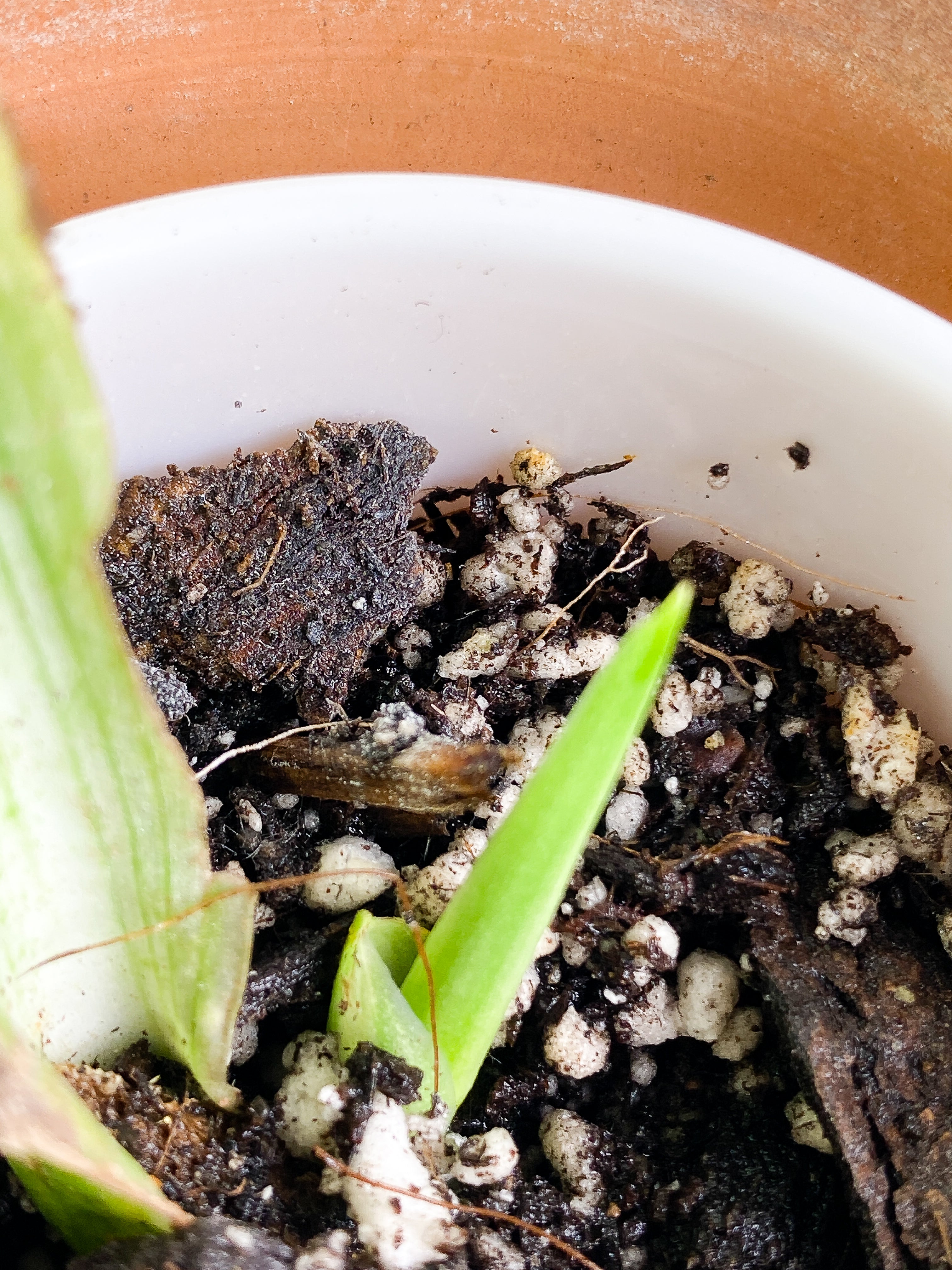 Monstera Standleyana Aurea 1 leaf & 1 sprout Slightly Rooted