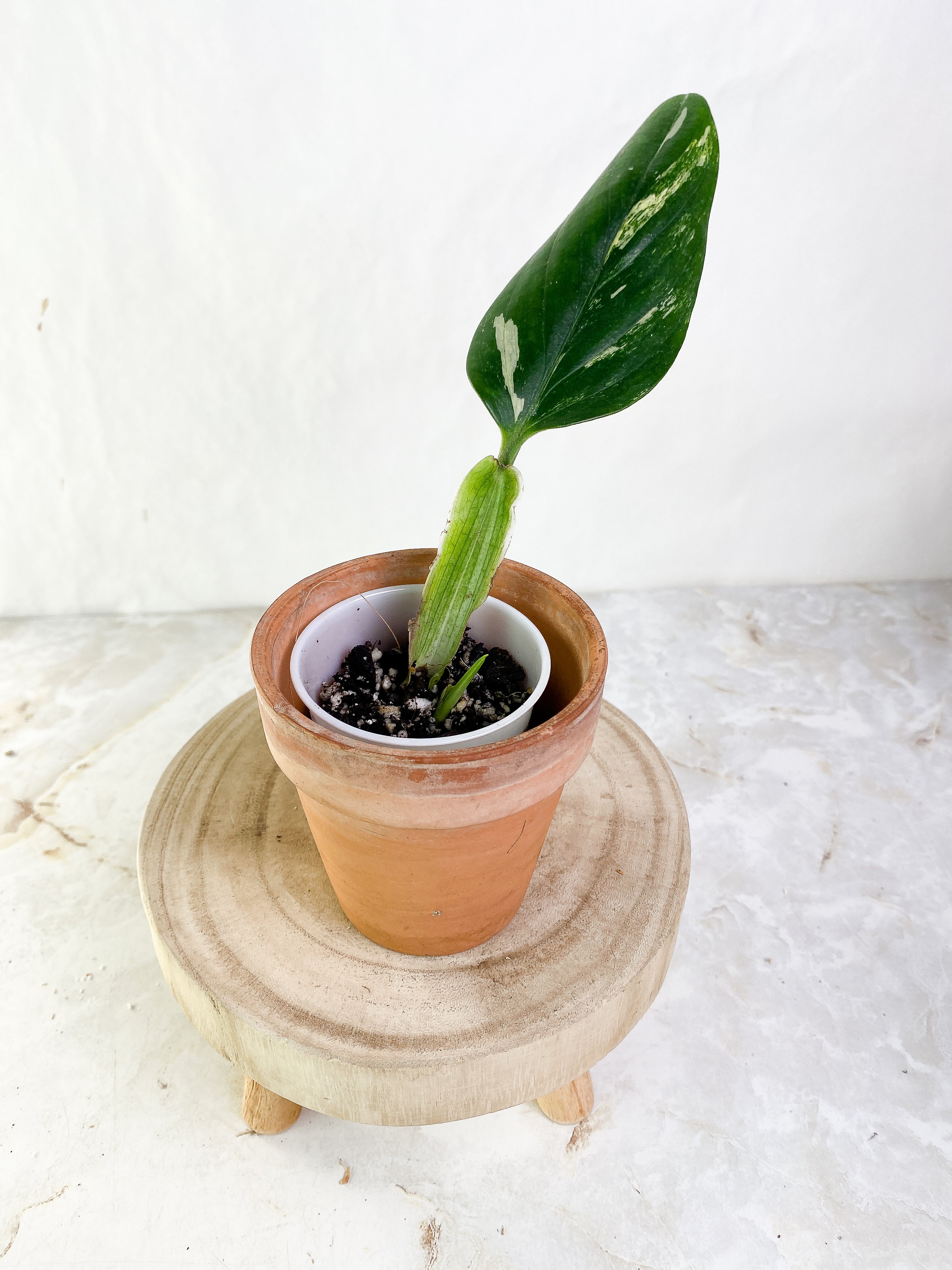 Monstera Standleyana Aurea 1 leaf & 1 sprout Slightly Rooted