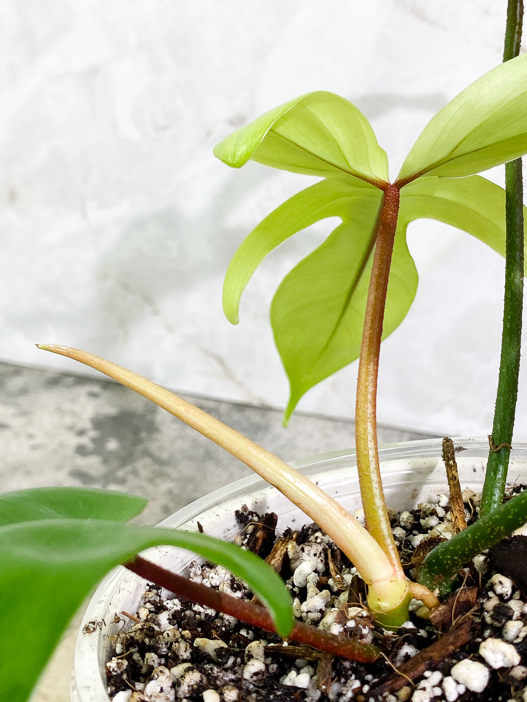 Philodendron Florida ghost mint 4 leaves 1 sprout 1 bud fully rooted