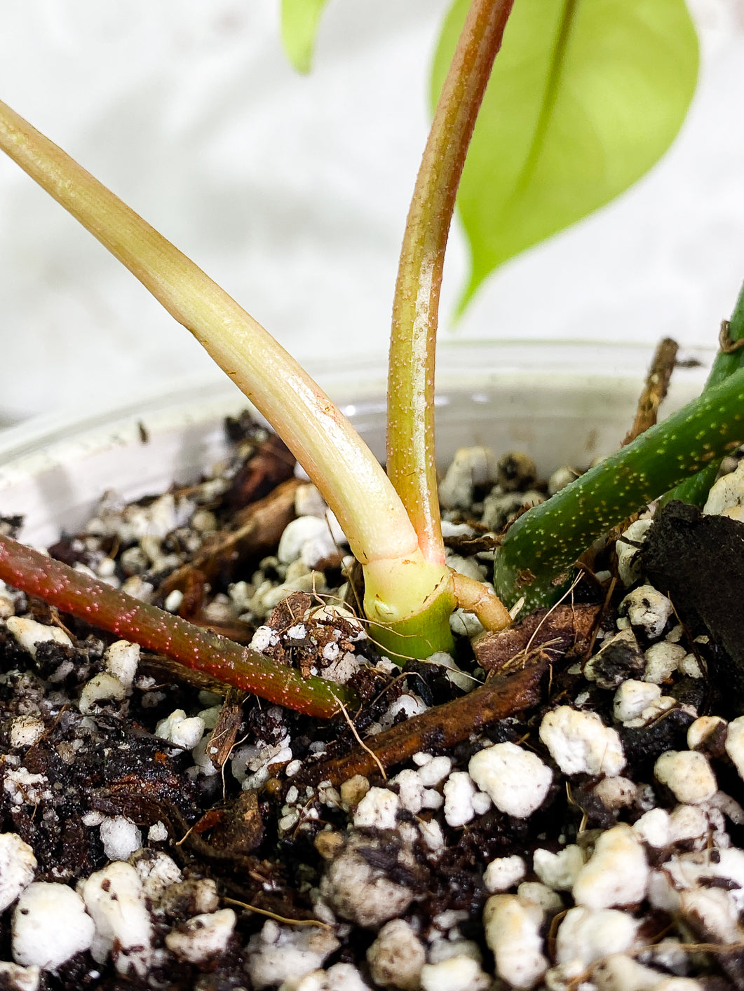 Philodendron Florida ghost mint 4 leaves 1 sprout 1 bud fully rooted