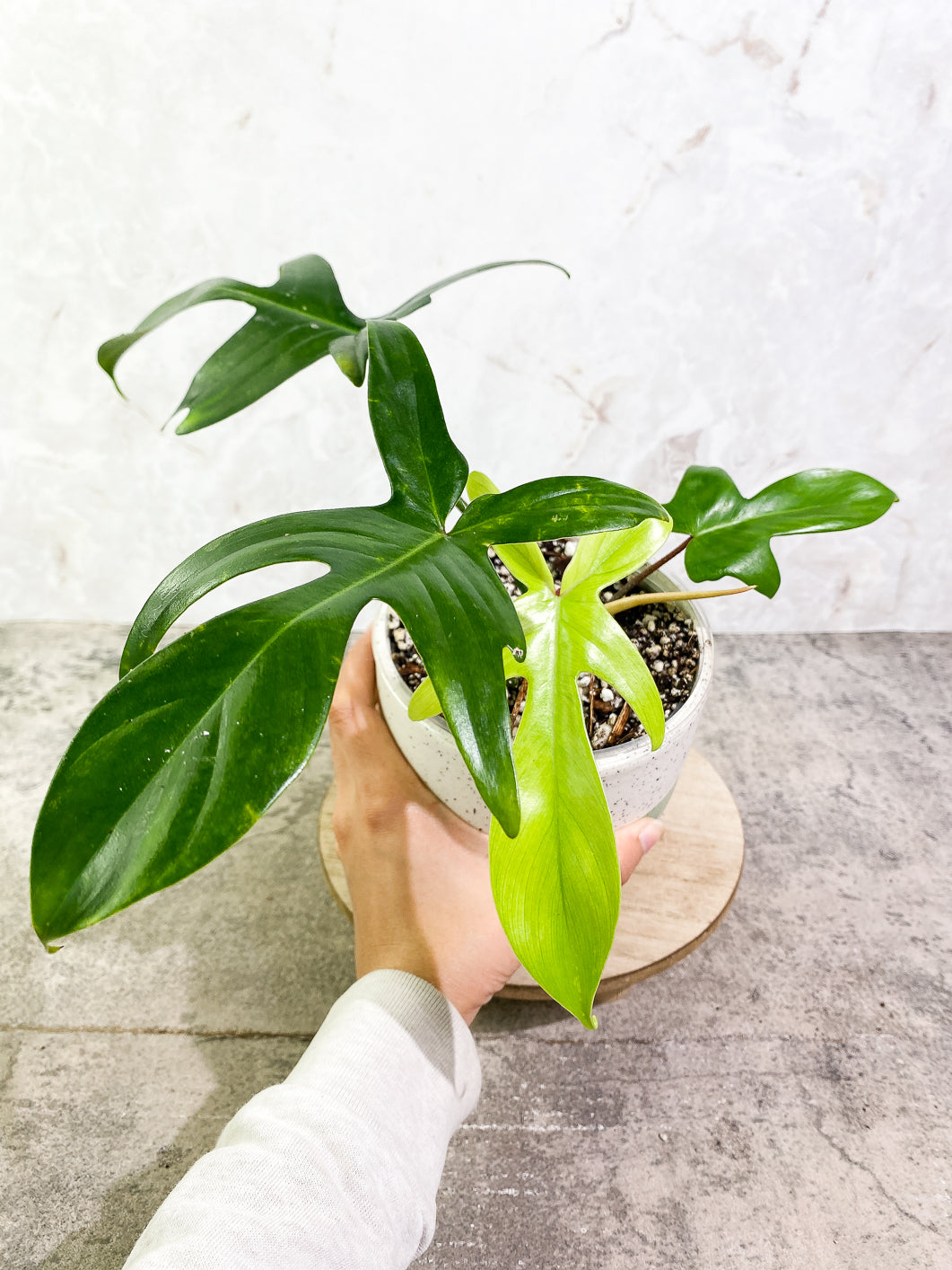 Philodendron Florida ghost mint 4 leaves 1 sprout 1 bud fully rooted