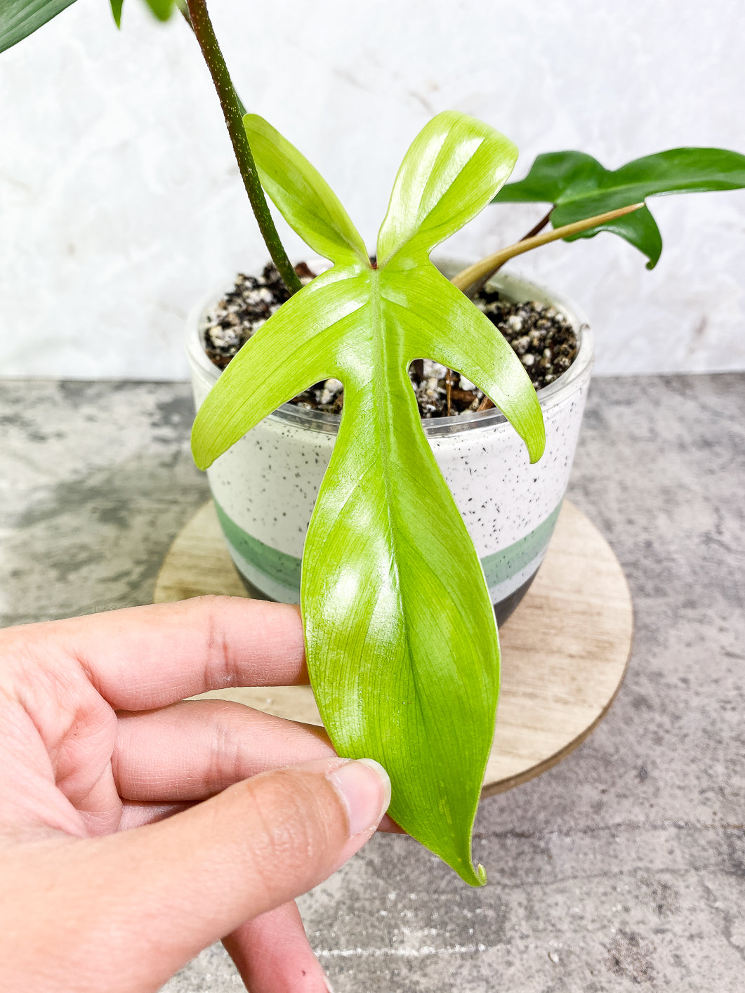 Philodendron Florida ghost mint 4 leaves 1 sprout 1 bud fully rooted