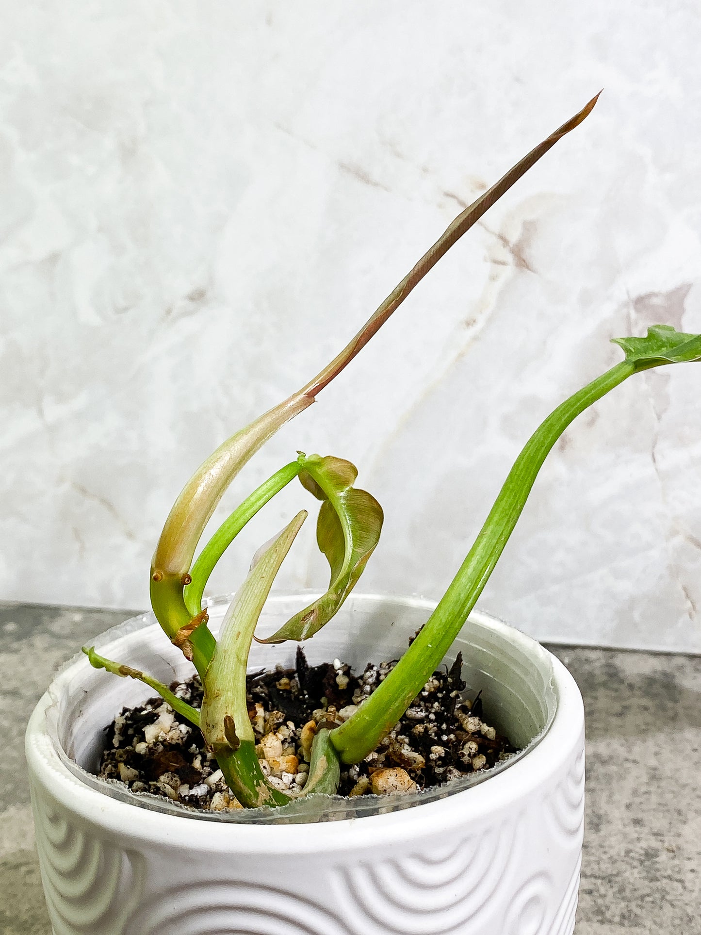 Philodendron Ring of Fire 2 leaves & 1 unfurling leaf Rooted Top Cutting