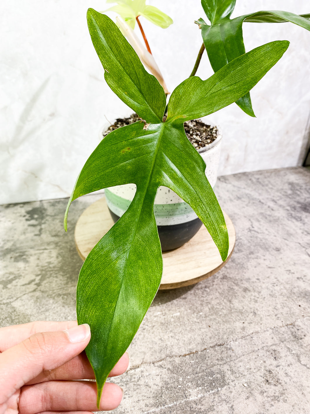 Philodendron Florida ghost mint variegated 4 leaves 1 sprout fully rooted