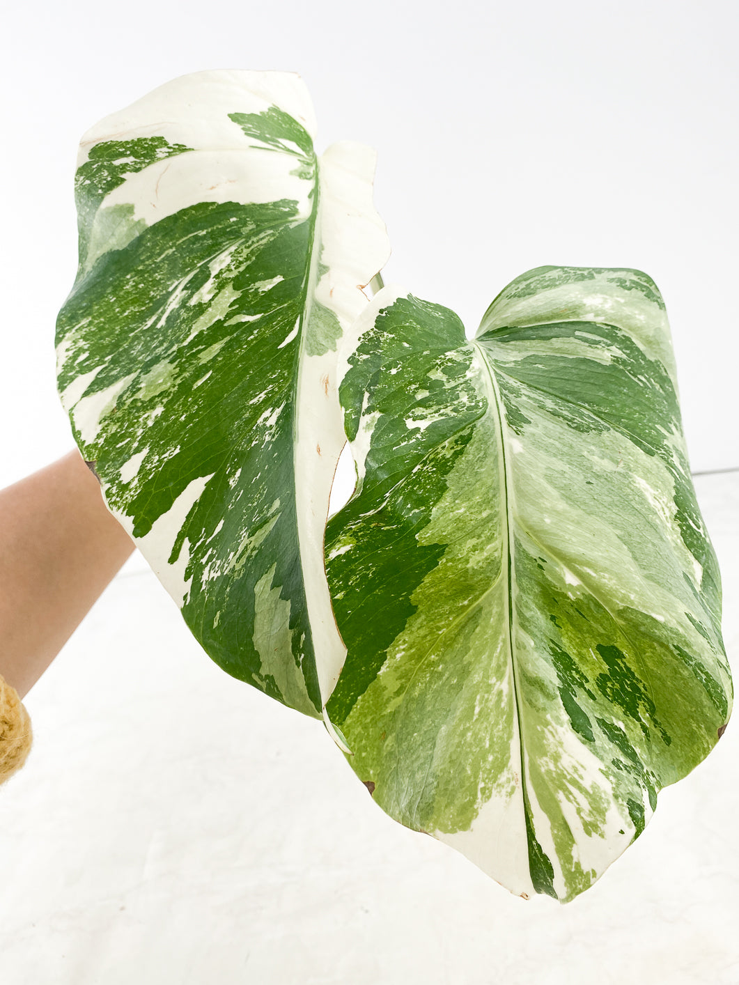 Monstera albo white tiger 2 leaf