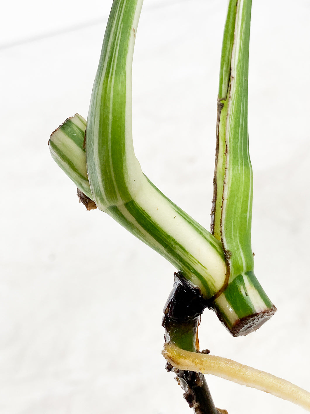 Monstera albo white tiger 2 leaf