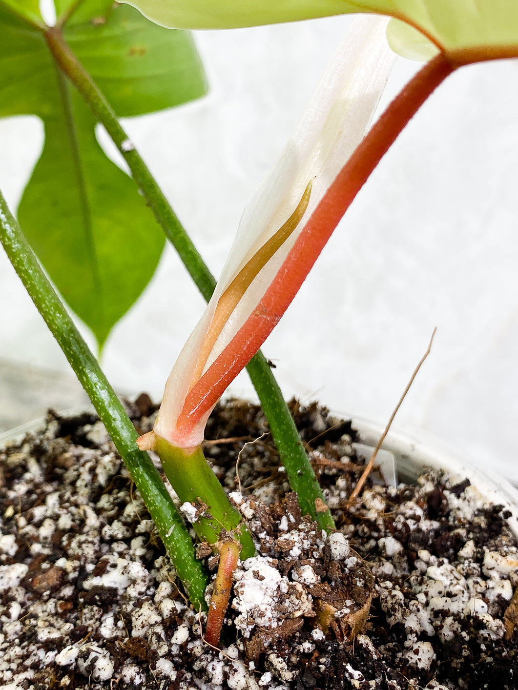 Philodendron Florida ghost mint variegated 4 leaves 1 sprout fully rooted
