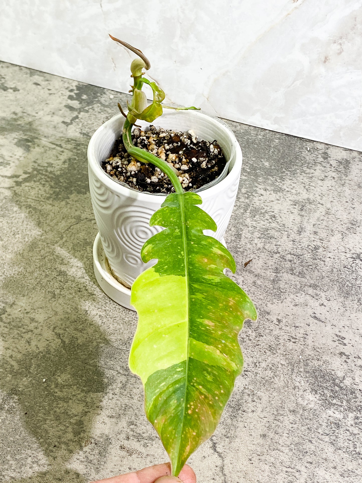 Philodendron Ring of Fire 2 leaves & 1 unfurling leaf Rooted Top Cutting