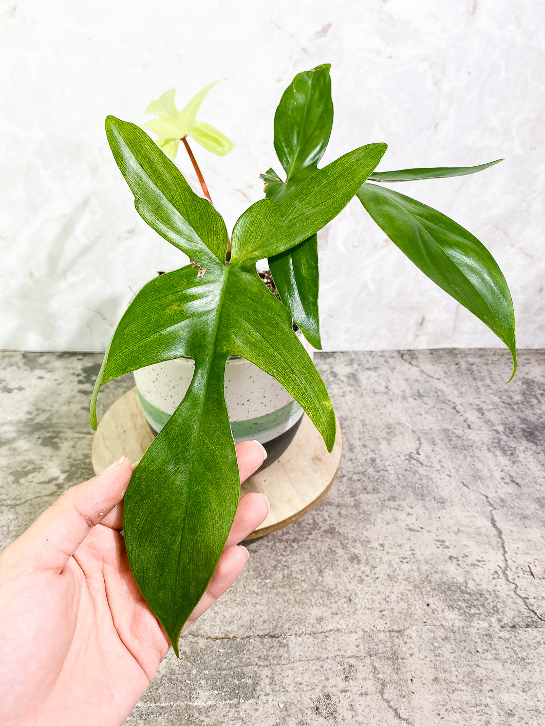 Philodendron Florida ghost mint variegated 4 leaves 1 sprout fully rooted