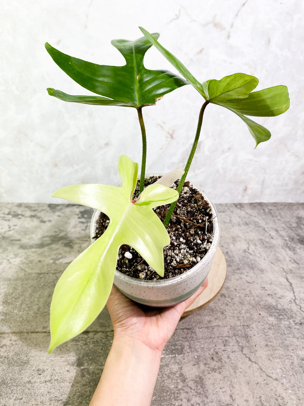 Philodendron Florida ghost mint variegated 4 leaves 1 sprout fully rooted