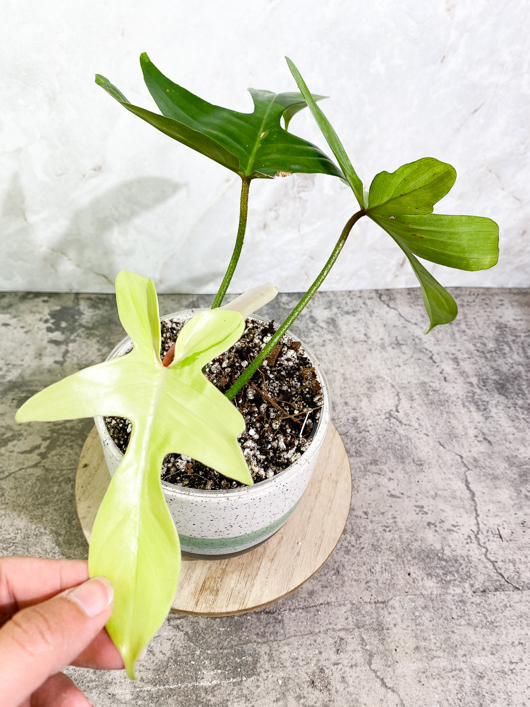 Philodendron Florida ghost mint variegated 4 leaves 1 sprout fully rooted