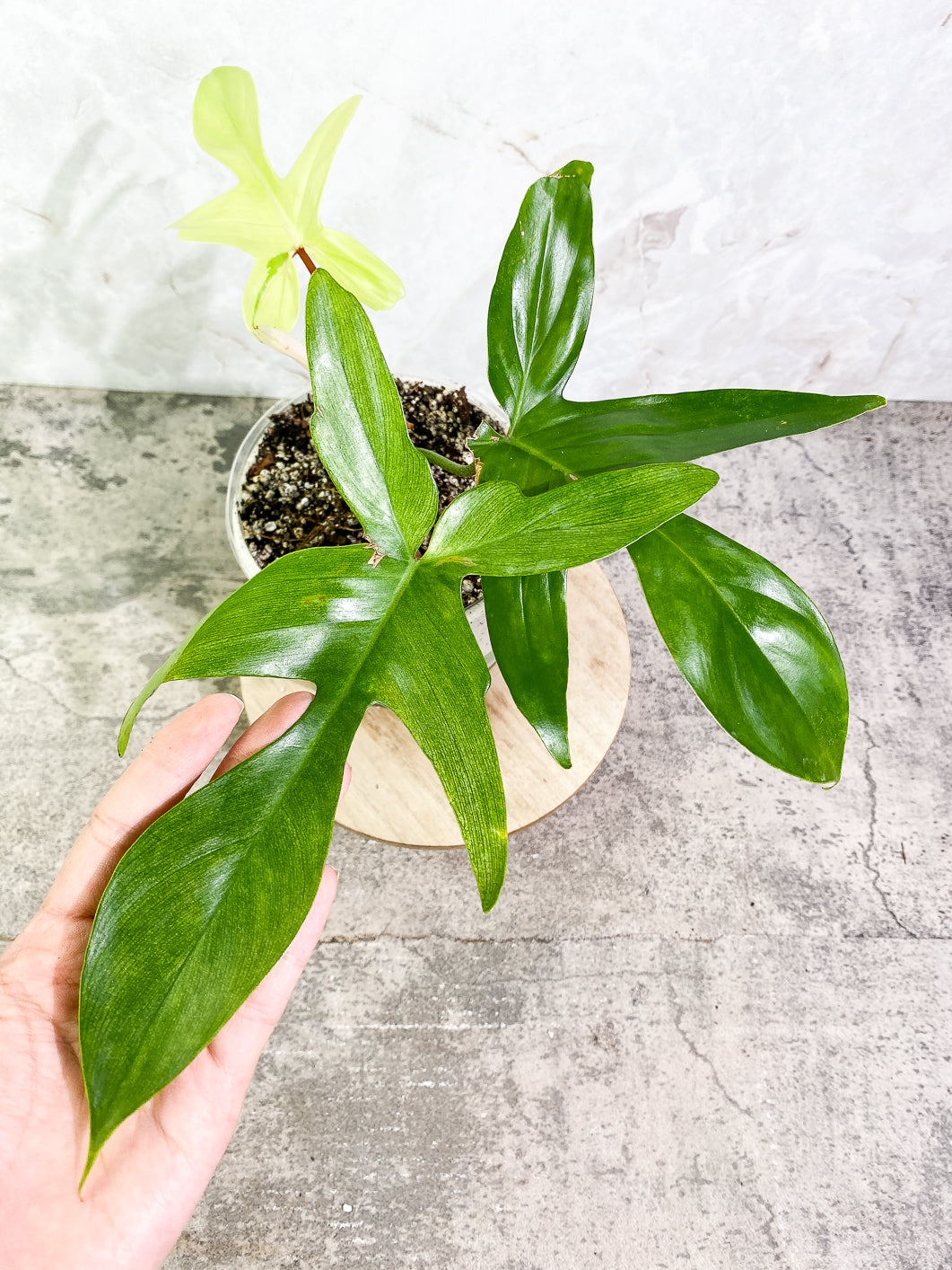 Philodendron Florida ghost mint variegated 4 leaves 1 sprout fully rooted