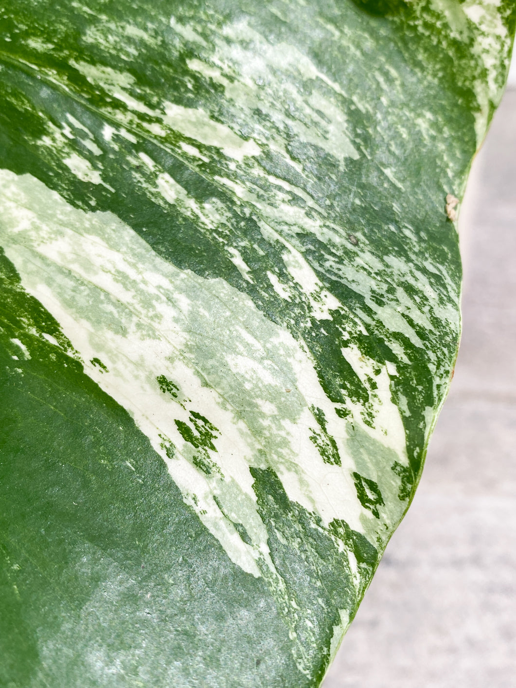 Monstera Albo 1 leaf 1 bud unrooted