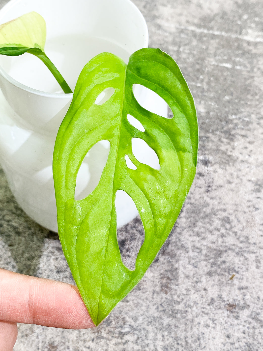 Monstera Adansonii Aurea 1 leaf rooted