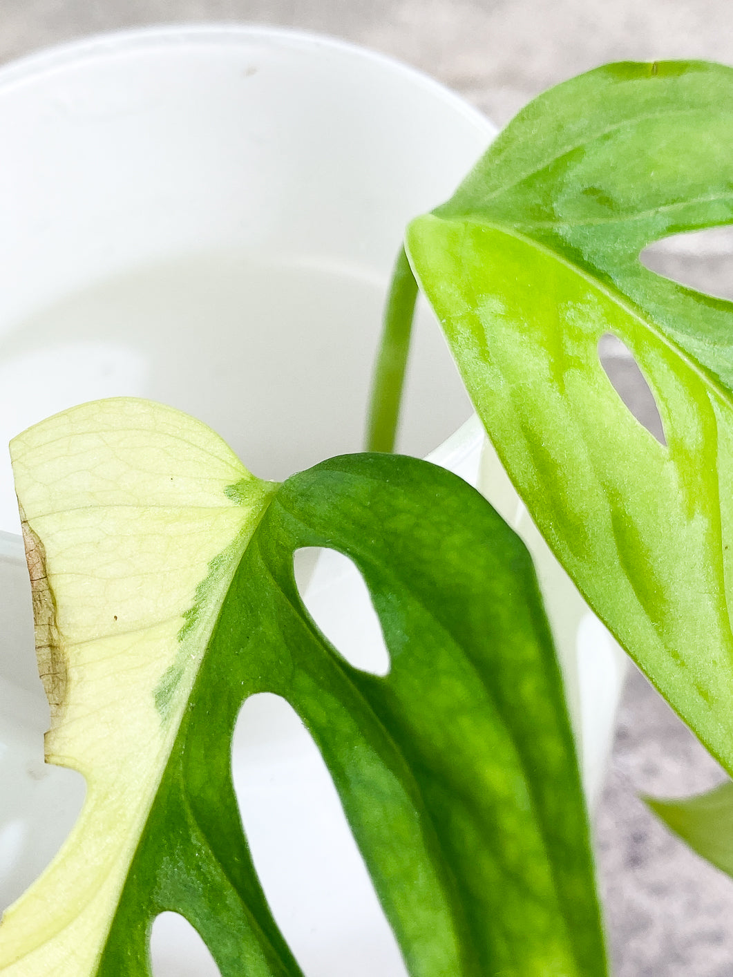 Monstera Adansonii Aurea 1 leaf rooted