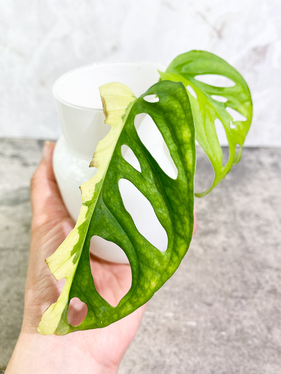 Monstera Adansonii Aurea 1 leaf rooted