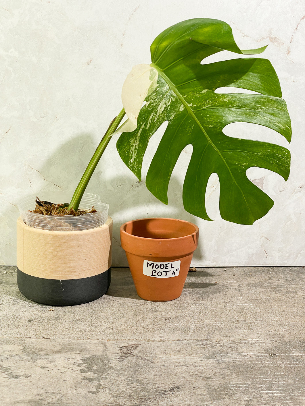 Monstera Albo 1 leaf 1 bud rooting in moss