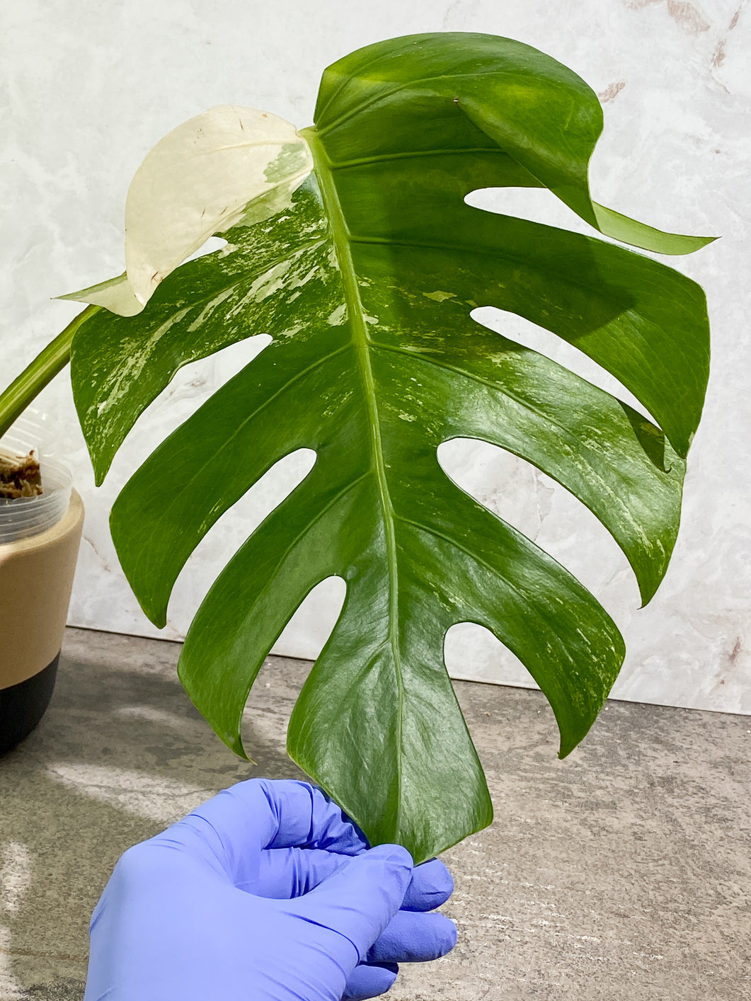 Monstera Albo 1 leaf 1 bud rooting in moss