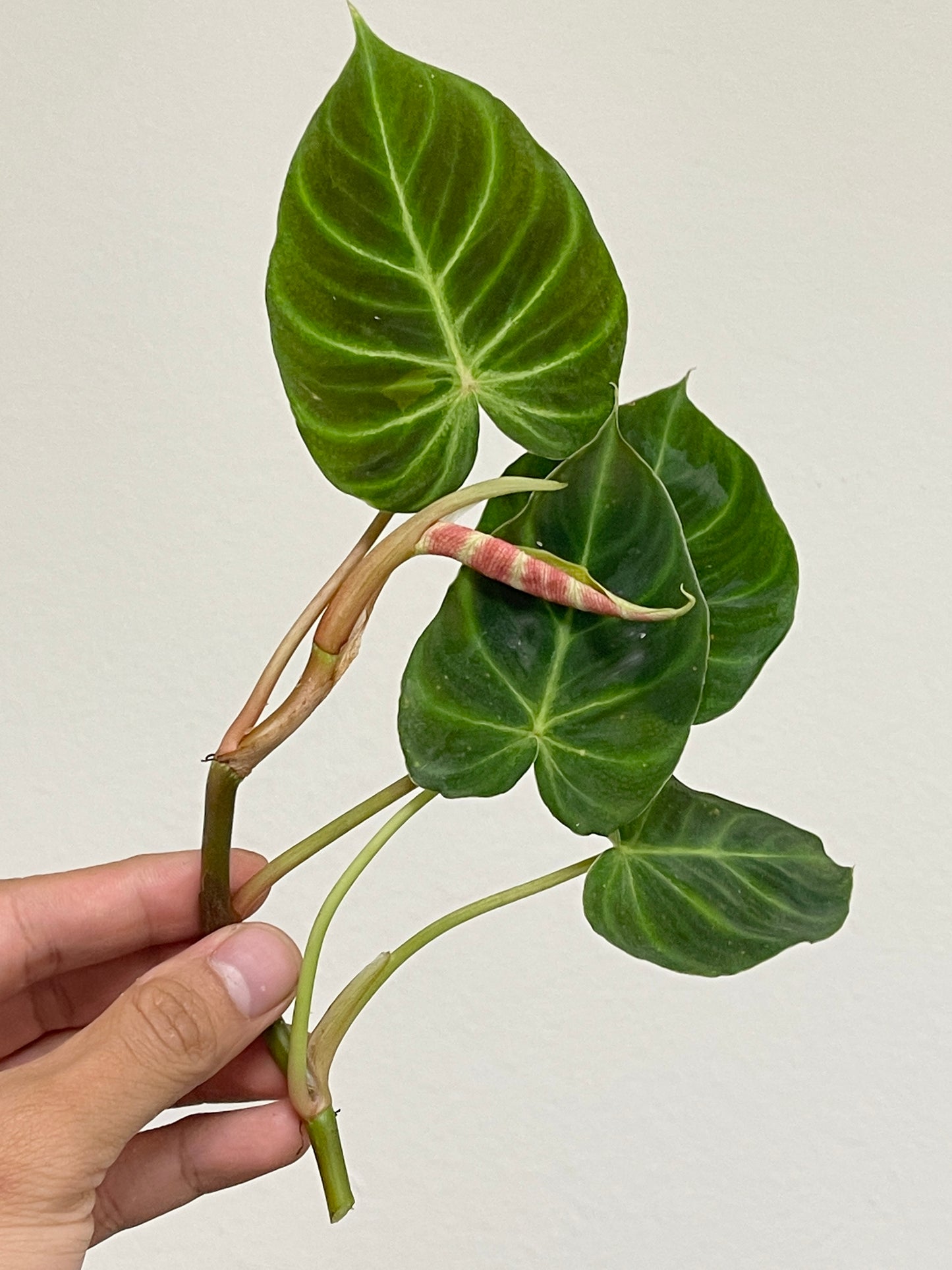Philodendron Verrucosum Cobra unrooted double node with 2 new growth points (First pic is mother plant)