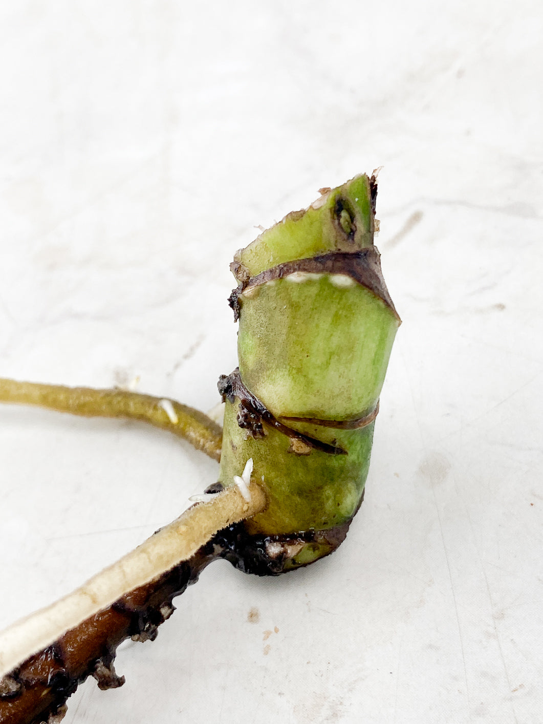 Monstera Full Mint Rooted triple node 3 growing buds