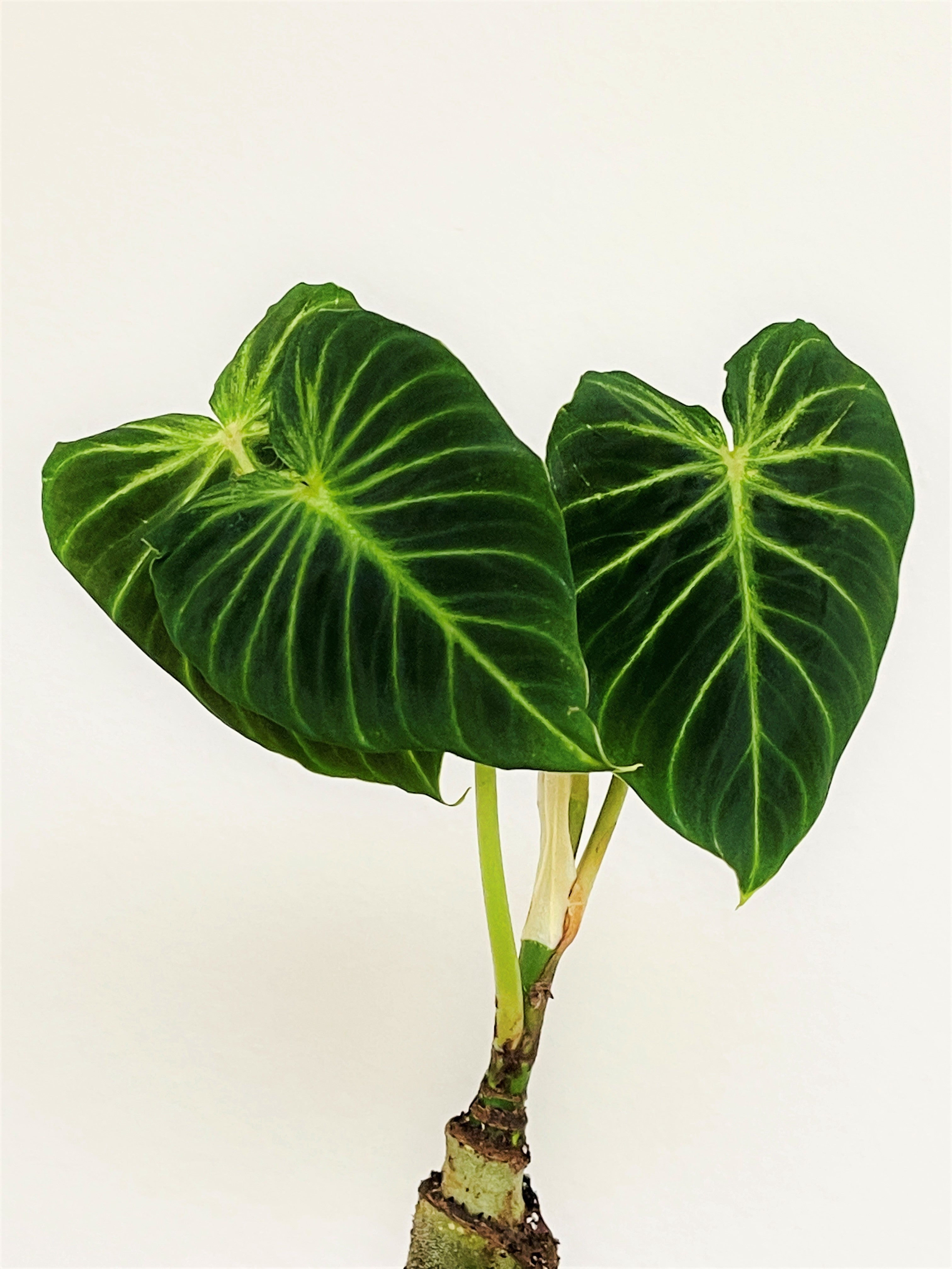 Philodendron Verrucosum Cobra unrooted Chonk with 1 growth point (First pic is mother plant)