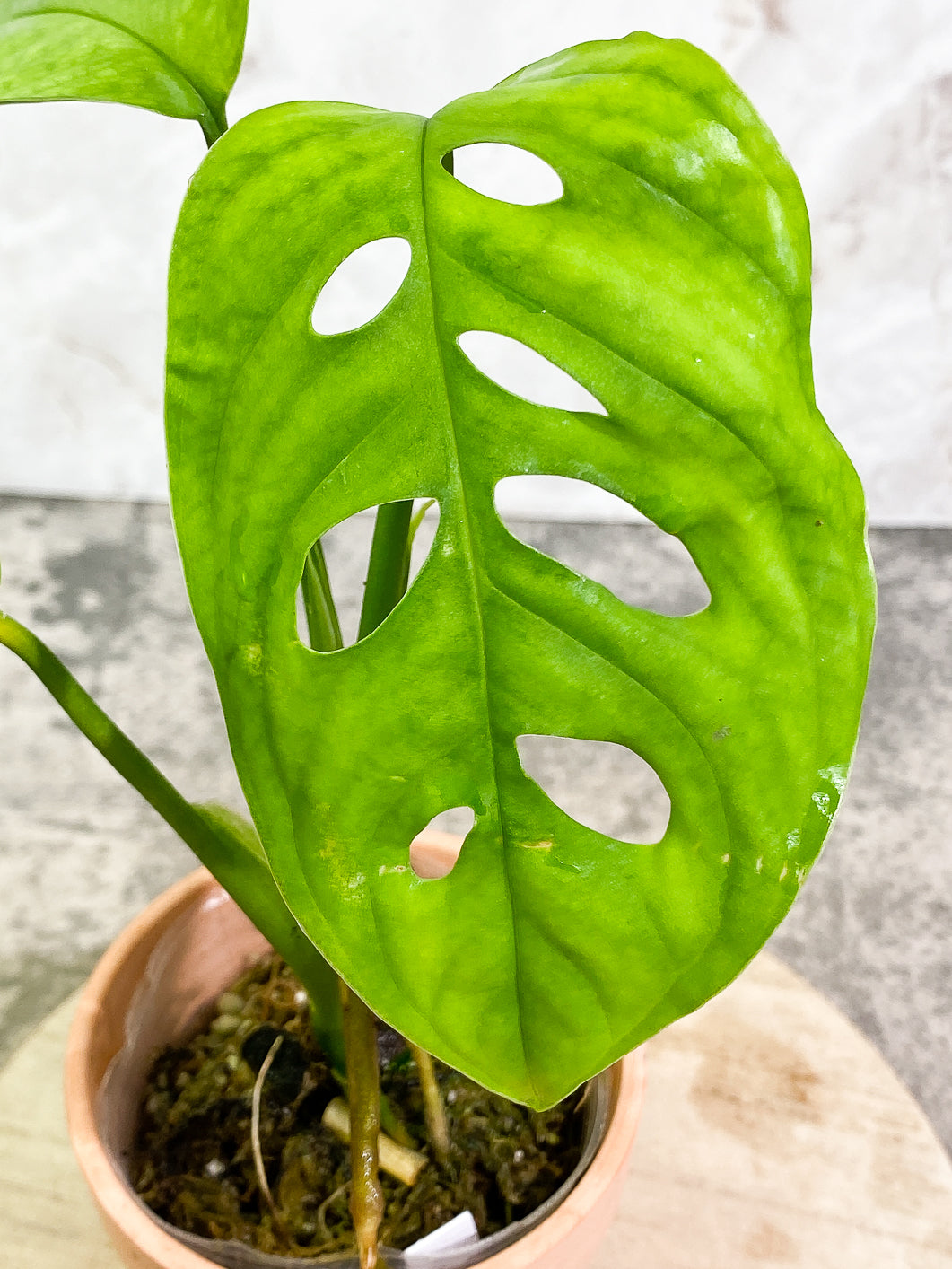 Monstera Esqueleto 3 leaves rooted