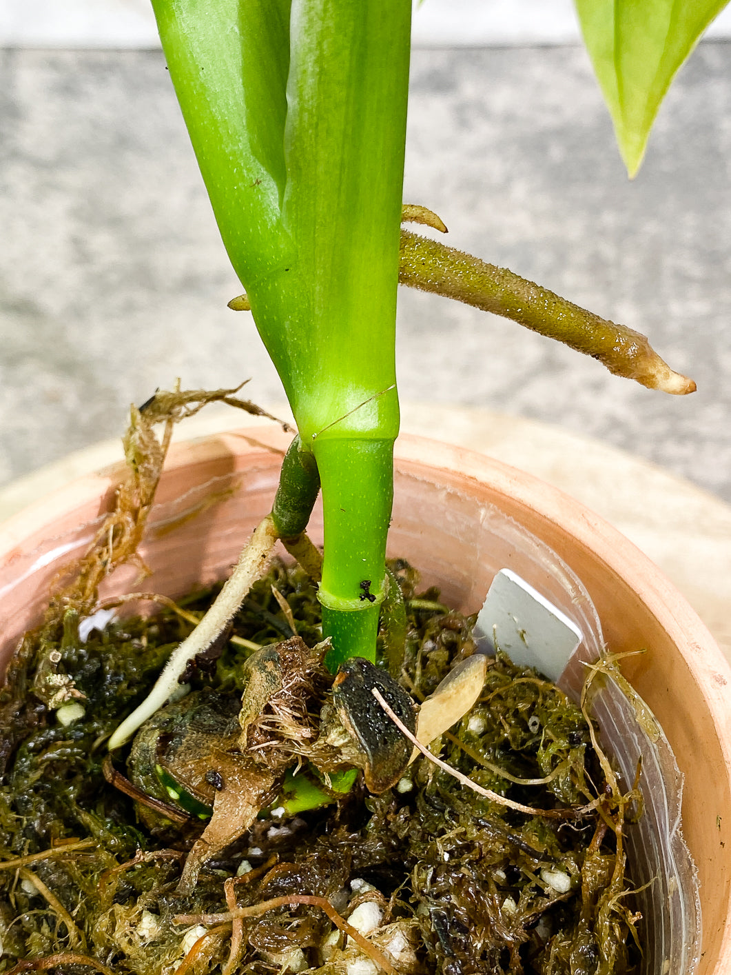 Monstera Esqueleto 3 leaves rooted