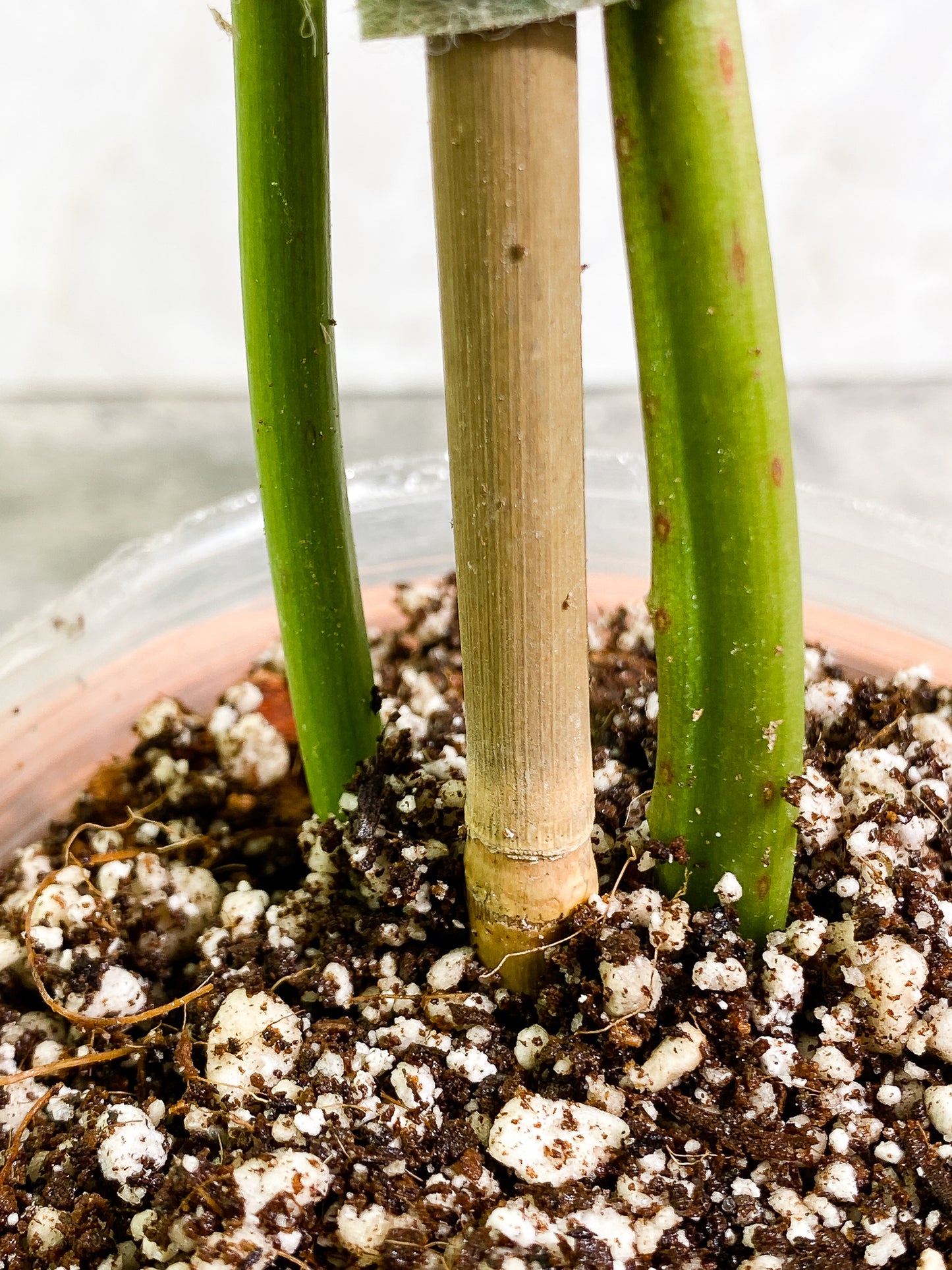 Philodendron Paraiso Verde 2 leaves Rooted
