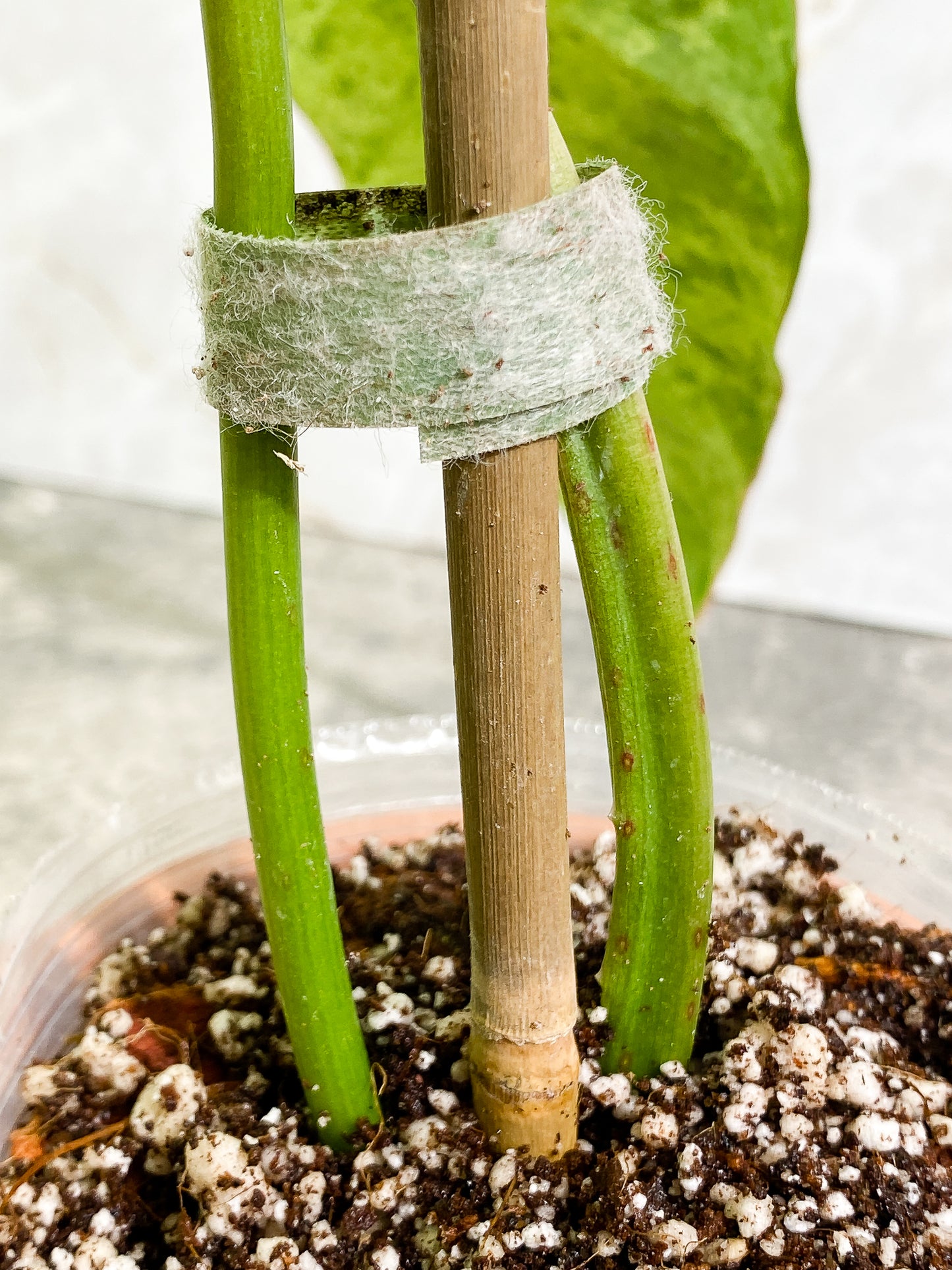 Philodendron Paraiso Verde 2 leaves Rooted