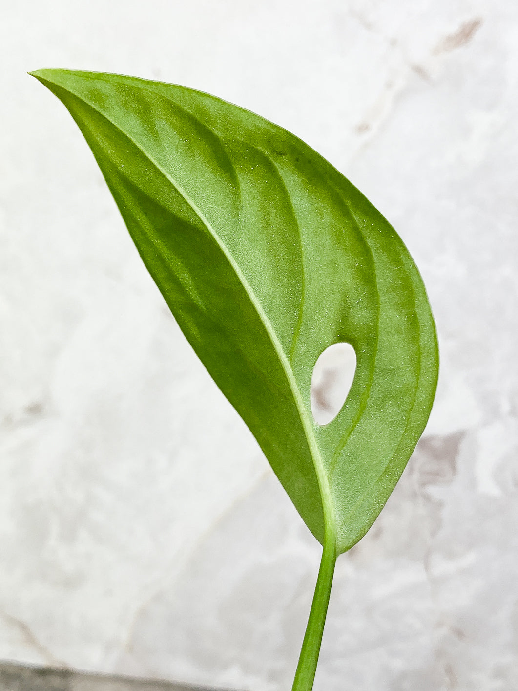 $5 Add-on Deal:  Monstera Esqueleto 1 leaf rooted