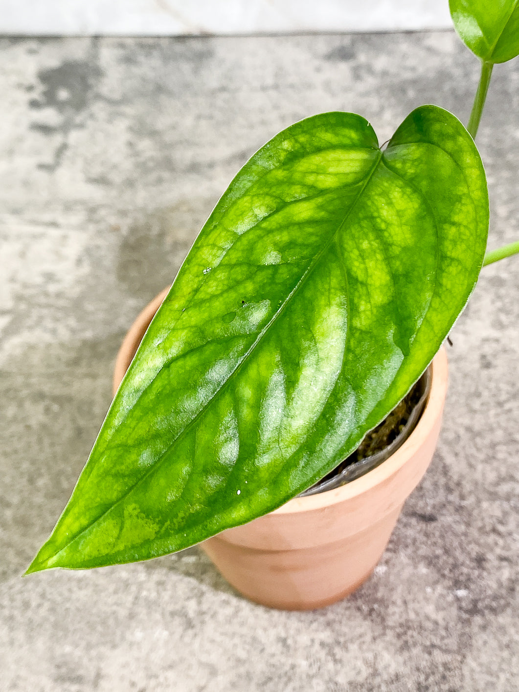 Monstera Esqueleto 2 leaves 1sprout Top Cutting rooted