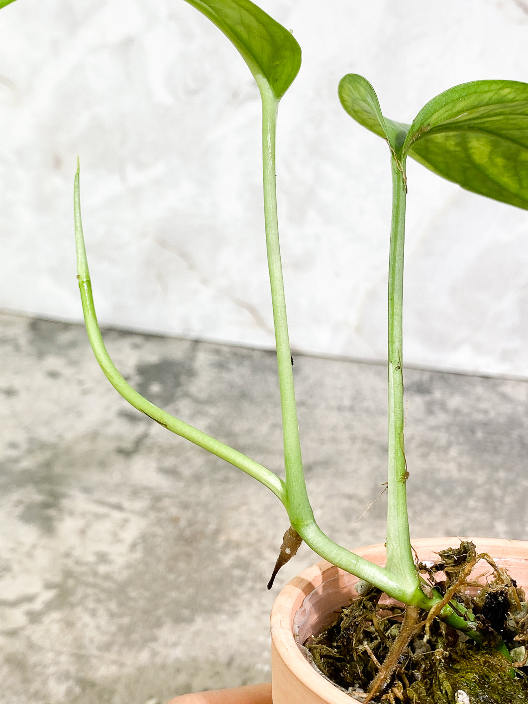 Monstera Esqueleto 2 leaves 1sprout Top Cutting rooted