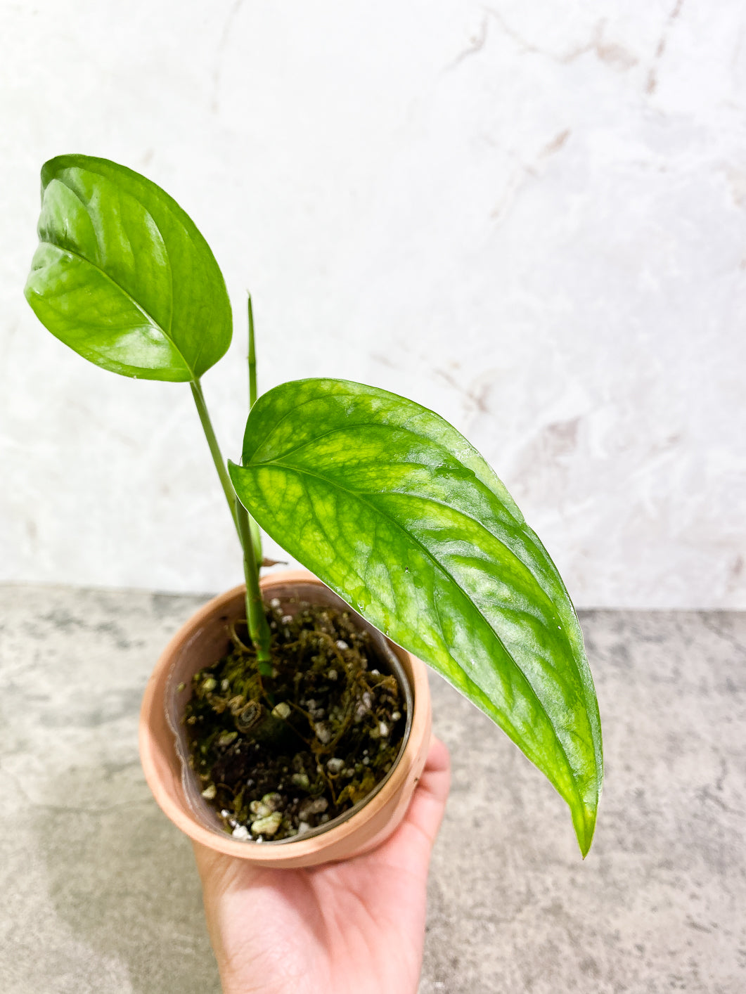 Monstera Esqueleto 2 leaves 1sprout Top Cutting rooted